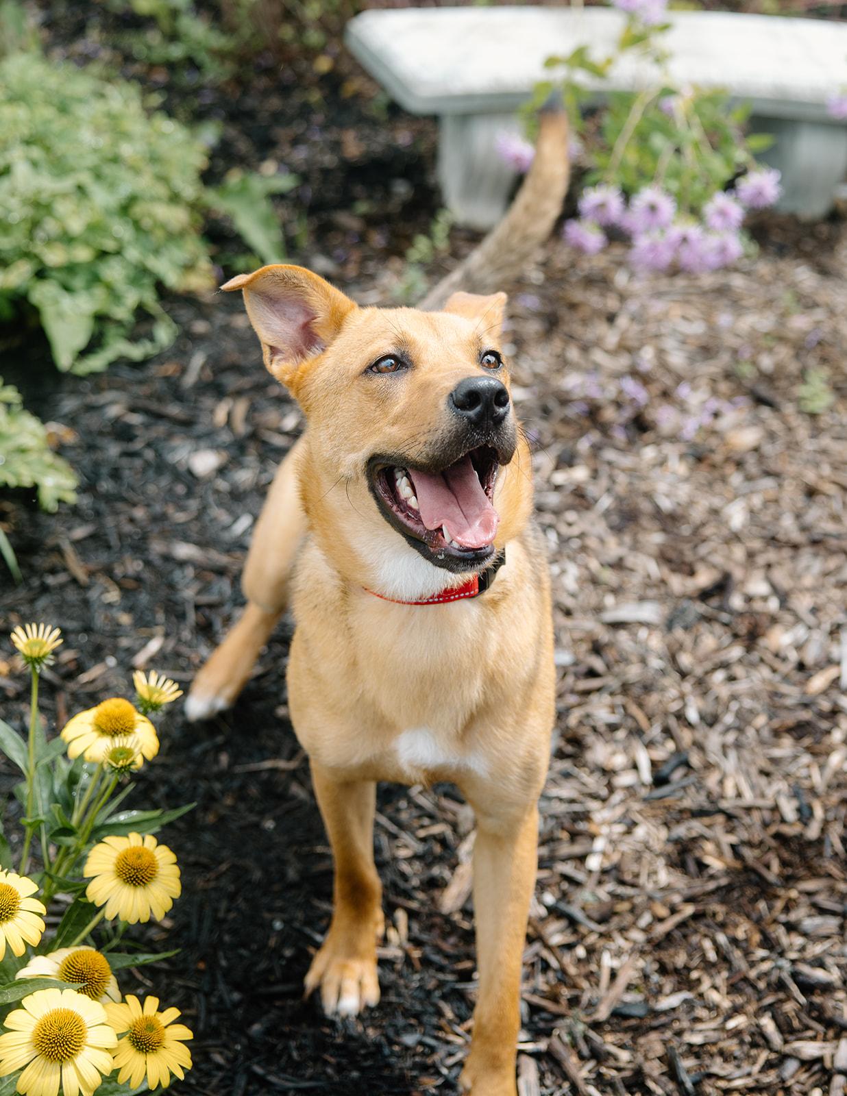 Enlarge Gus, an adoptable mixed breed in Columbus, IN image 3/6