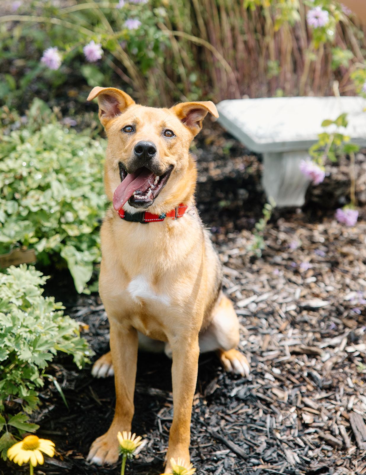 Enlarge Gus, an adoptable mixed breed in Columbus, IN image 4/6