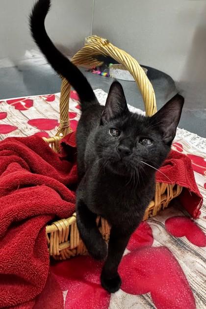 Mr. Green, Adoptable, Kitten Male Domestic Short Hair & Domestic Short Hair.