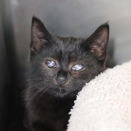 Enlarge Mr. Green, a Adoptable Domestic Short Hair in Walla Walla, WA image 1/1