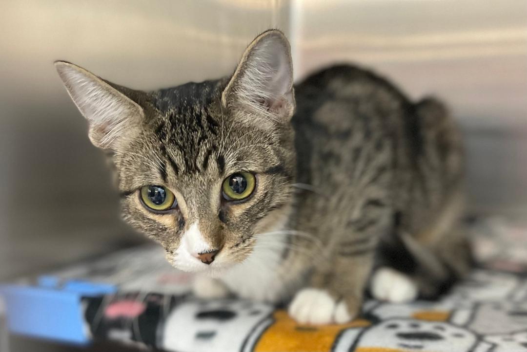 Krackle, Adoptable, Kitten Female Domestic Short Hair.