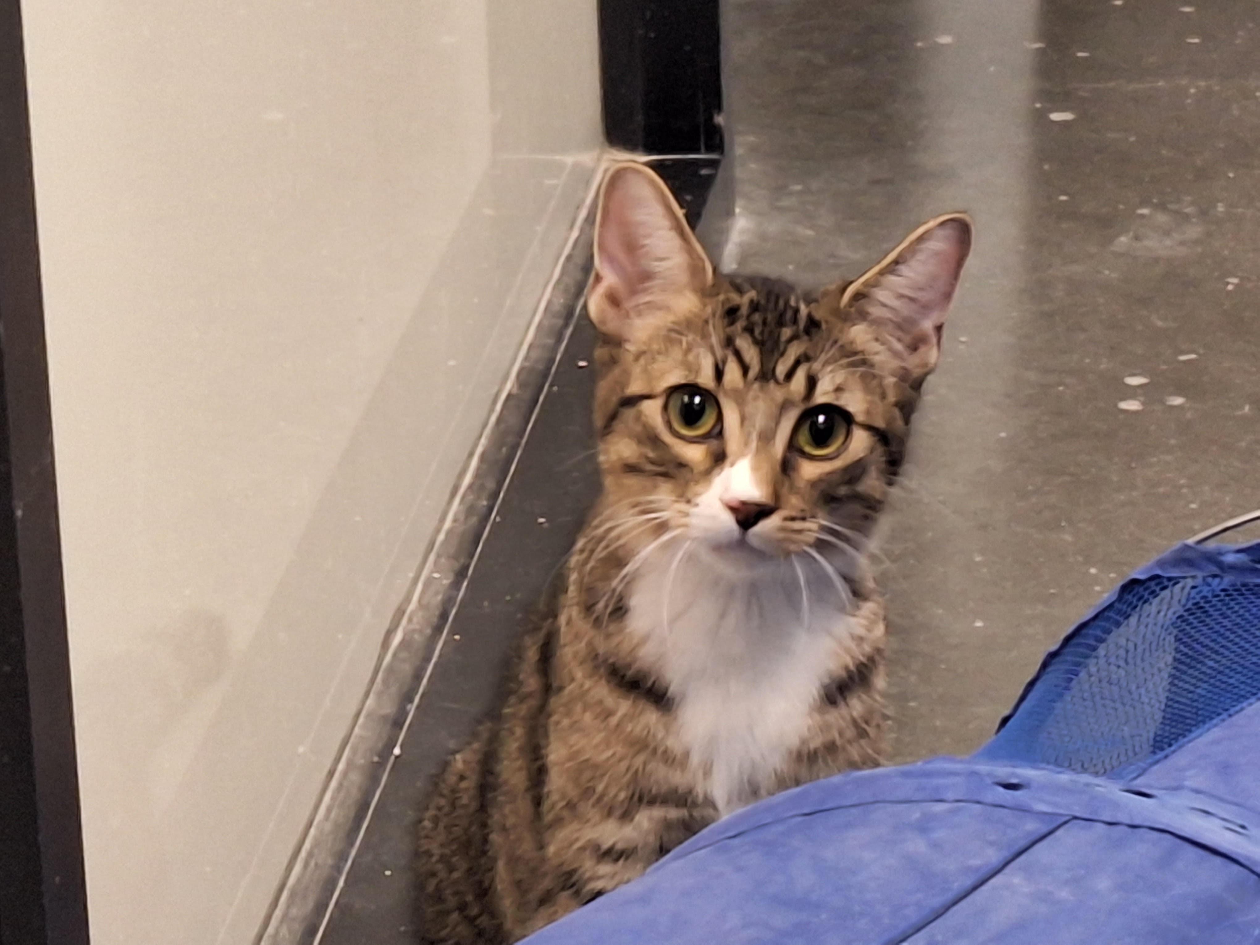 Enlarge Krackle, a Adoptable mixed breed in Orchard Park, NY image 2/2