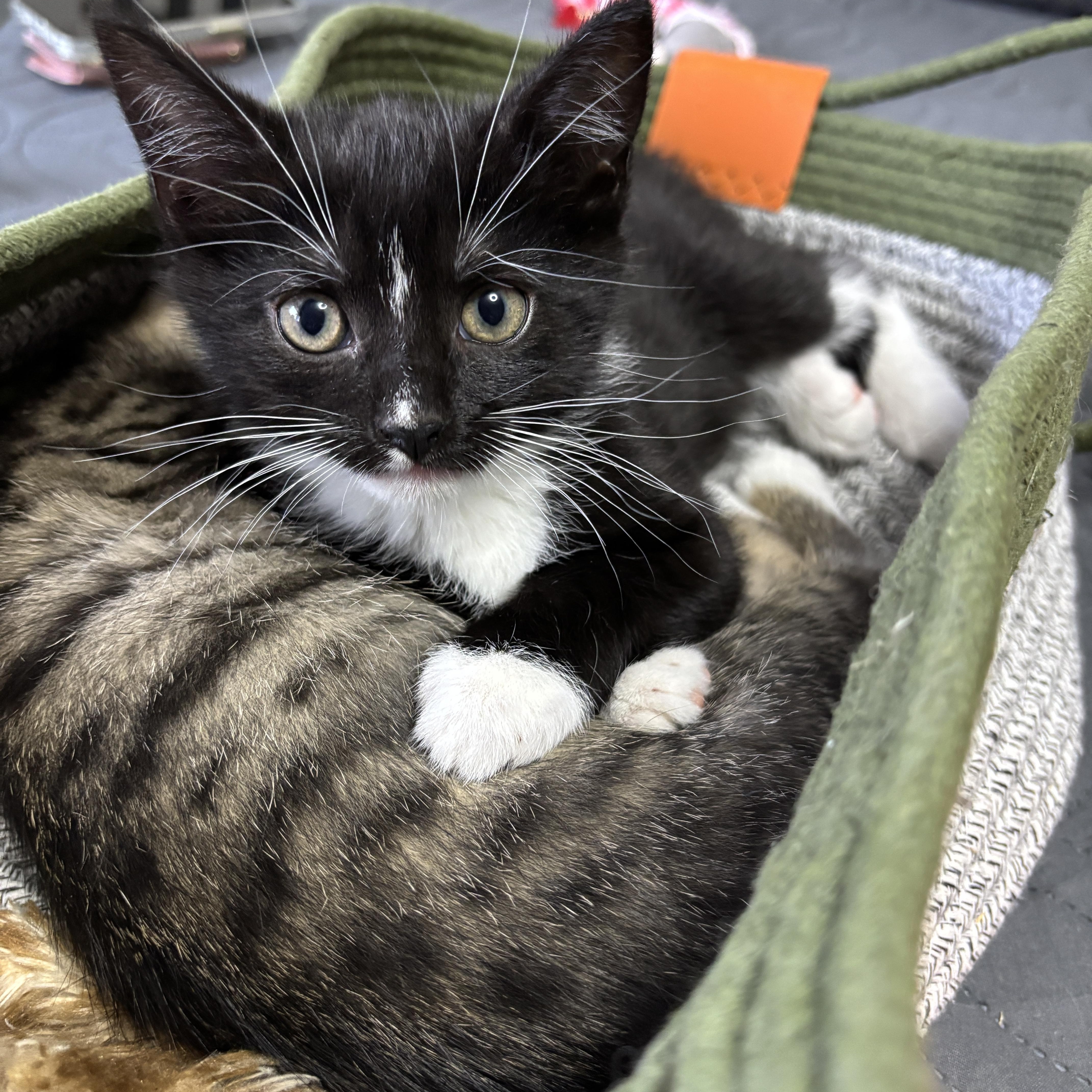 Enlarge Boots , a ADOPTABLE mixed breed in Vineyard Haven, MA image 1/5