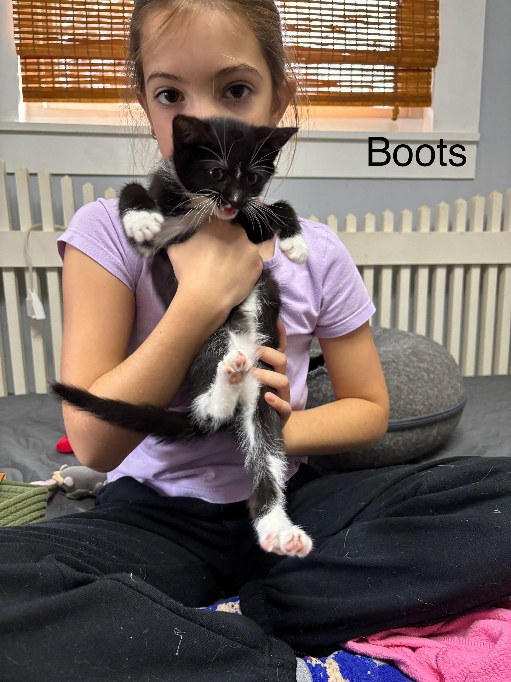 Enlarge Boots , a ADOPTABLE mixed breed in Vineyard Haven, MA image 2/5
