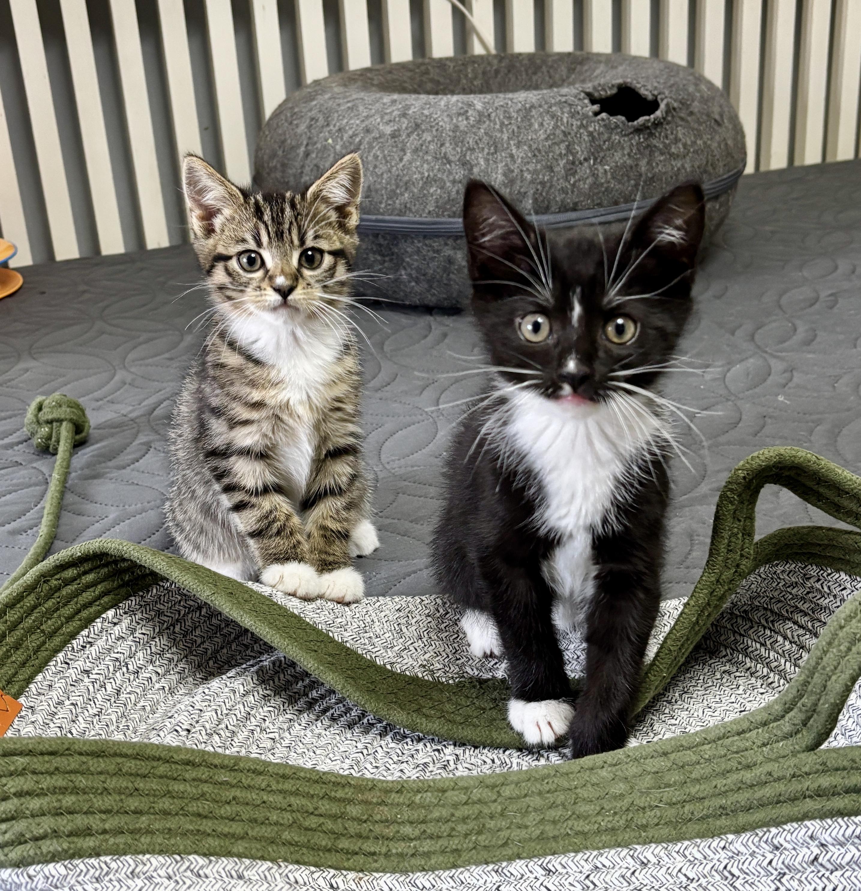 Enlarge Boots , a ADOPTABLE mixed breed in Vineyard Haven, MA image 3/5