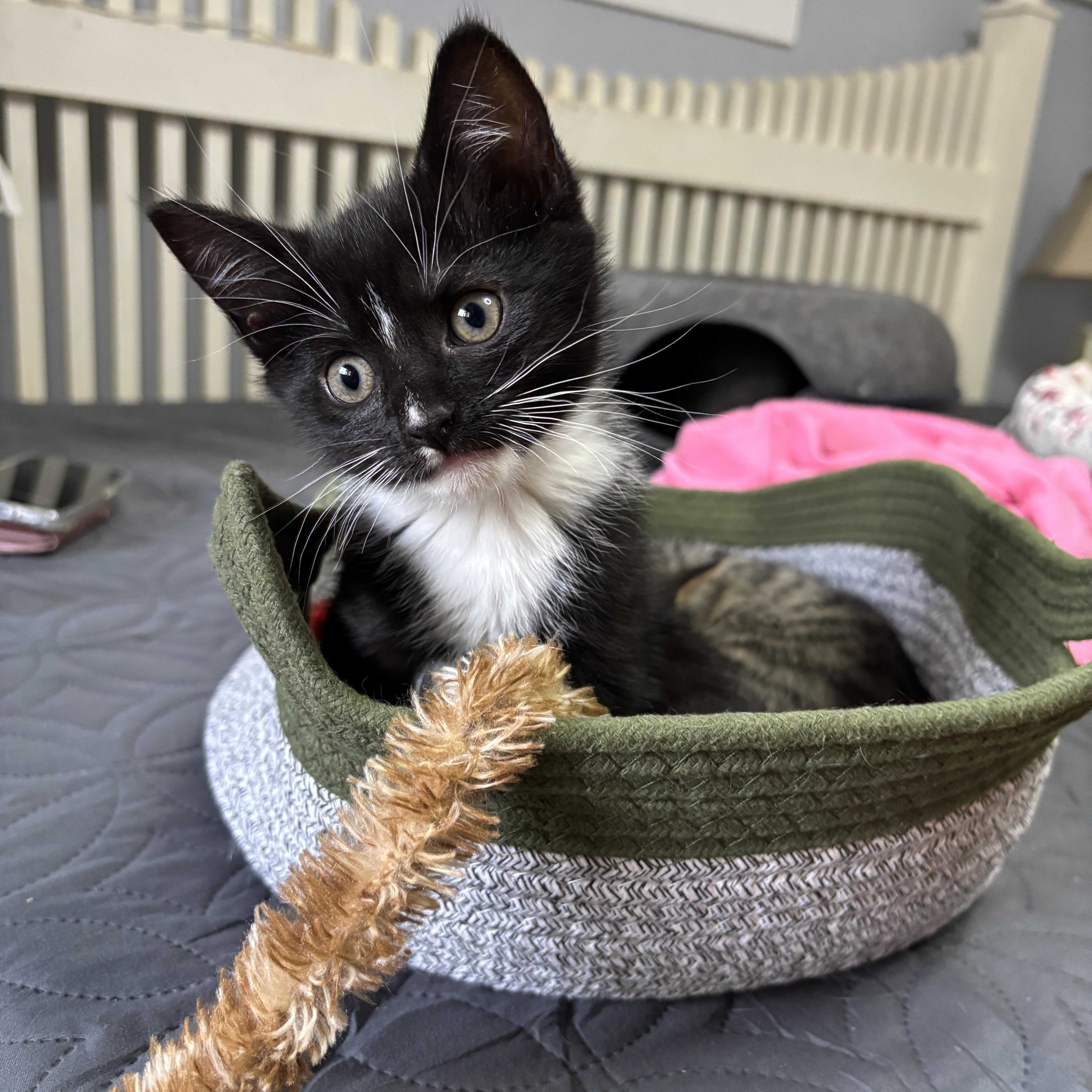 Enlarge Boots , a ADOPTABLE mixed breed in Vineyard Haven, MA image 4/5