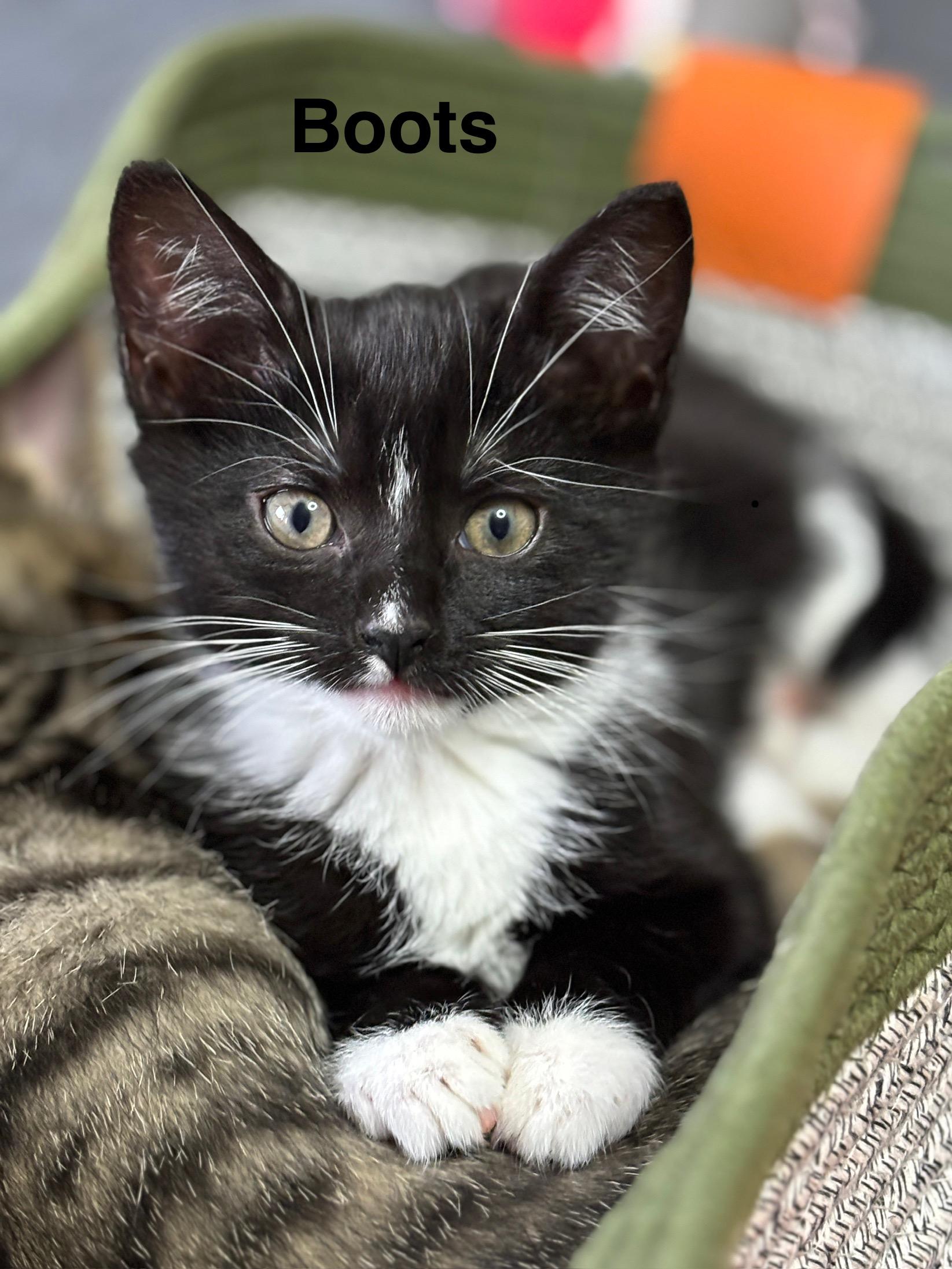 Enlarge Boots , a ADOPTABLE mixed breed in Vineyard Haven, MA image 5/5