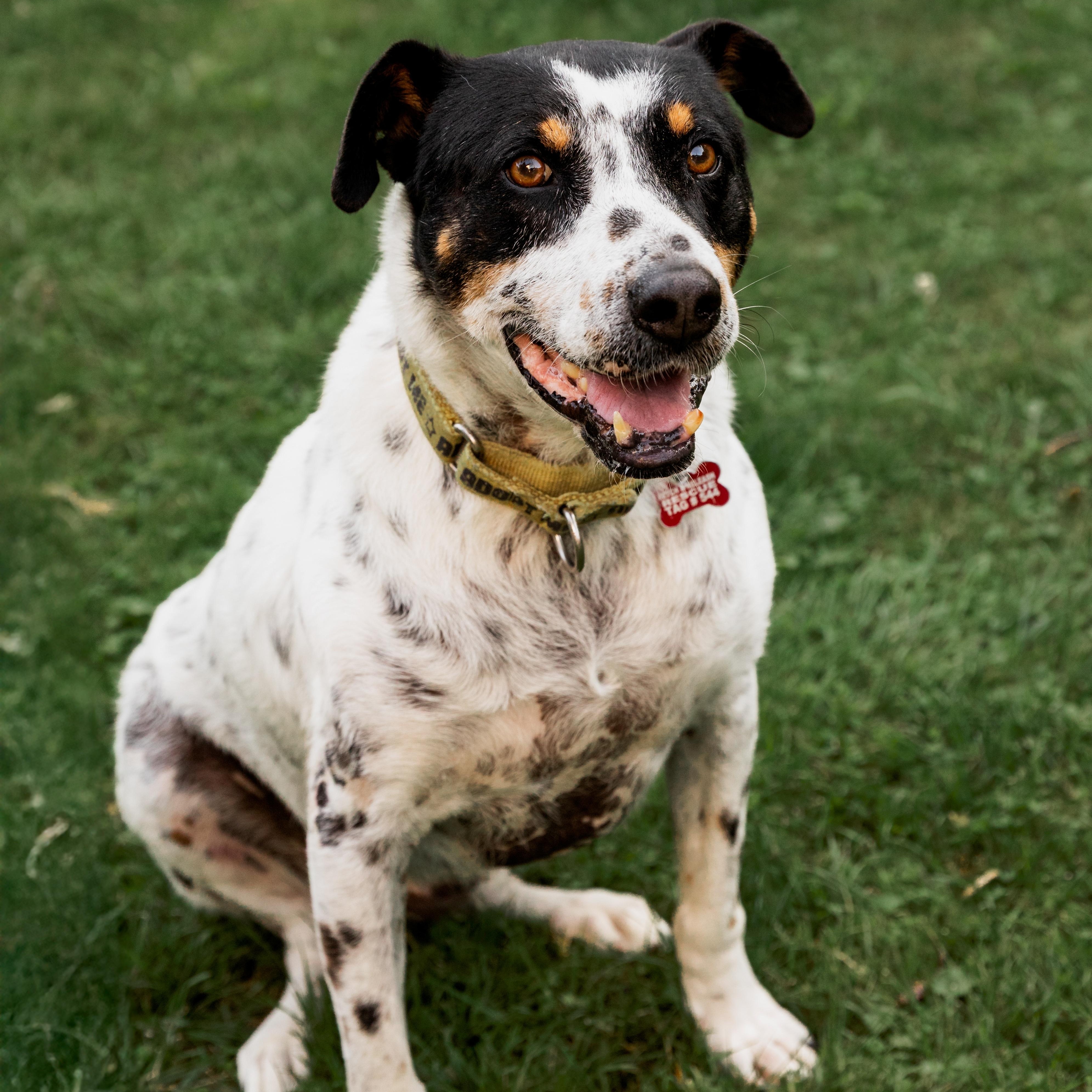 Kiko, ADOPTABLE, Senior Male Mixed Breed.