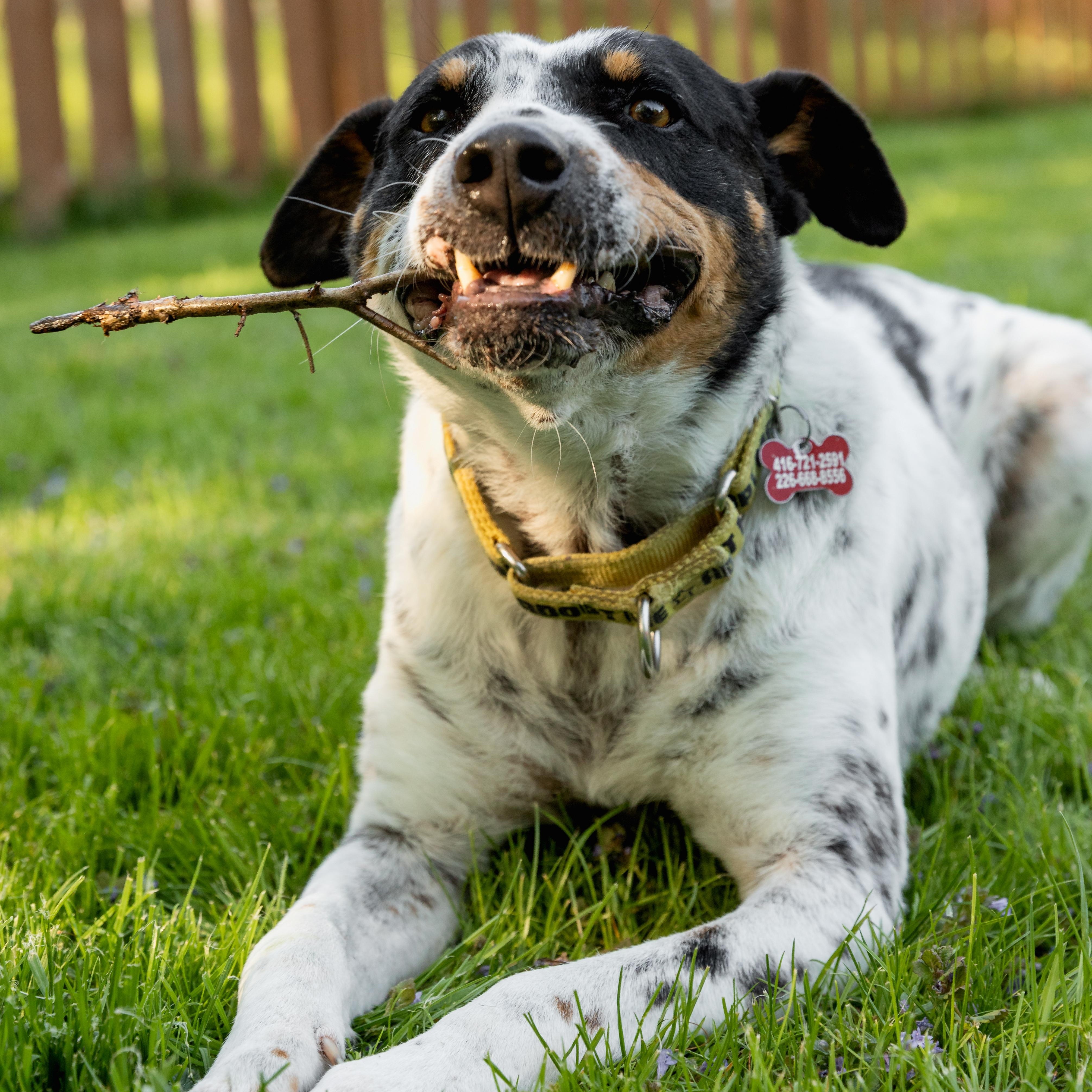 Kiko, a ADOPTABLE mixed breed in Mississauga, ON image 4/6