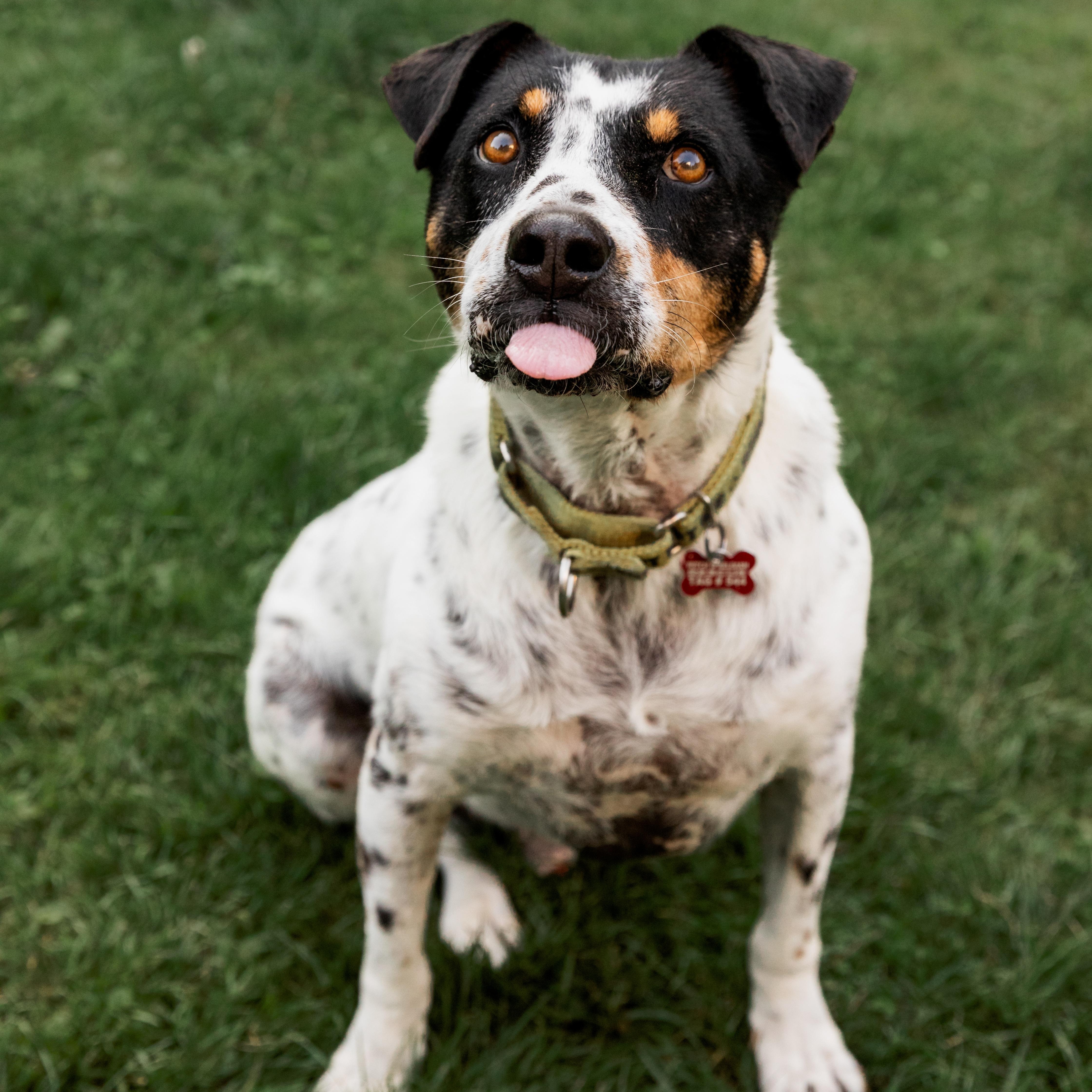 Kiko, a ADOPTABLE mixed breed in Mississauga, ON image 6/6