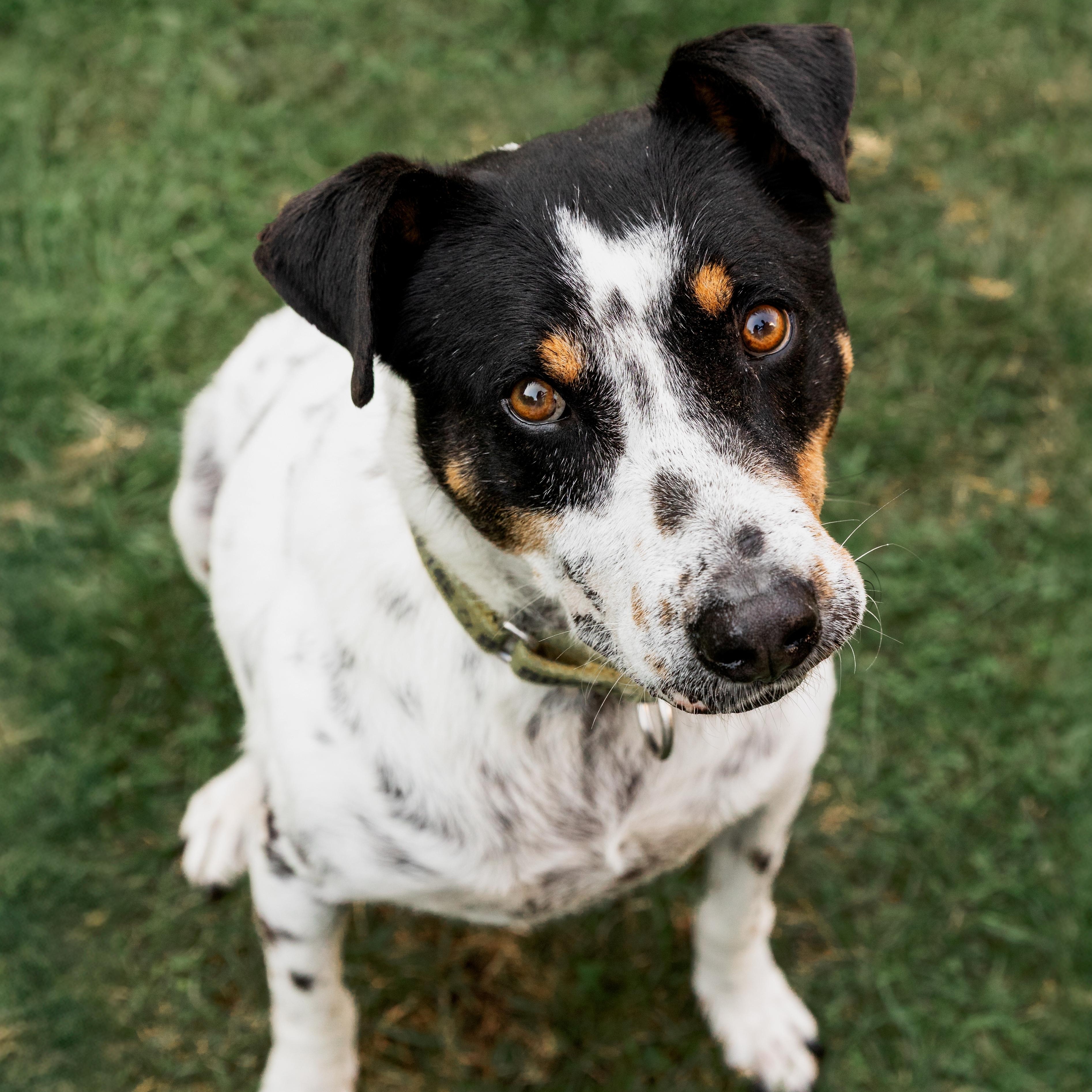 Kiko, a ADOPTABLE mixed breed in Mississauga, ON image 3/6