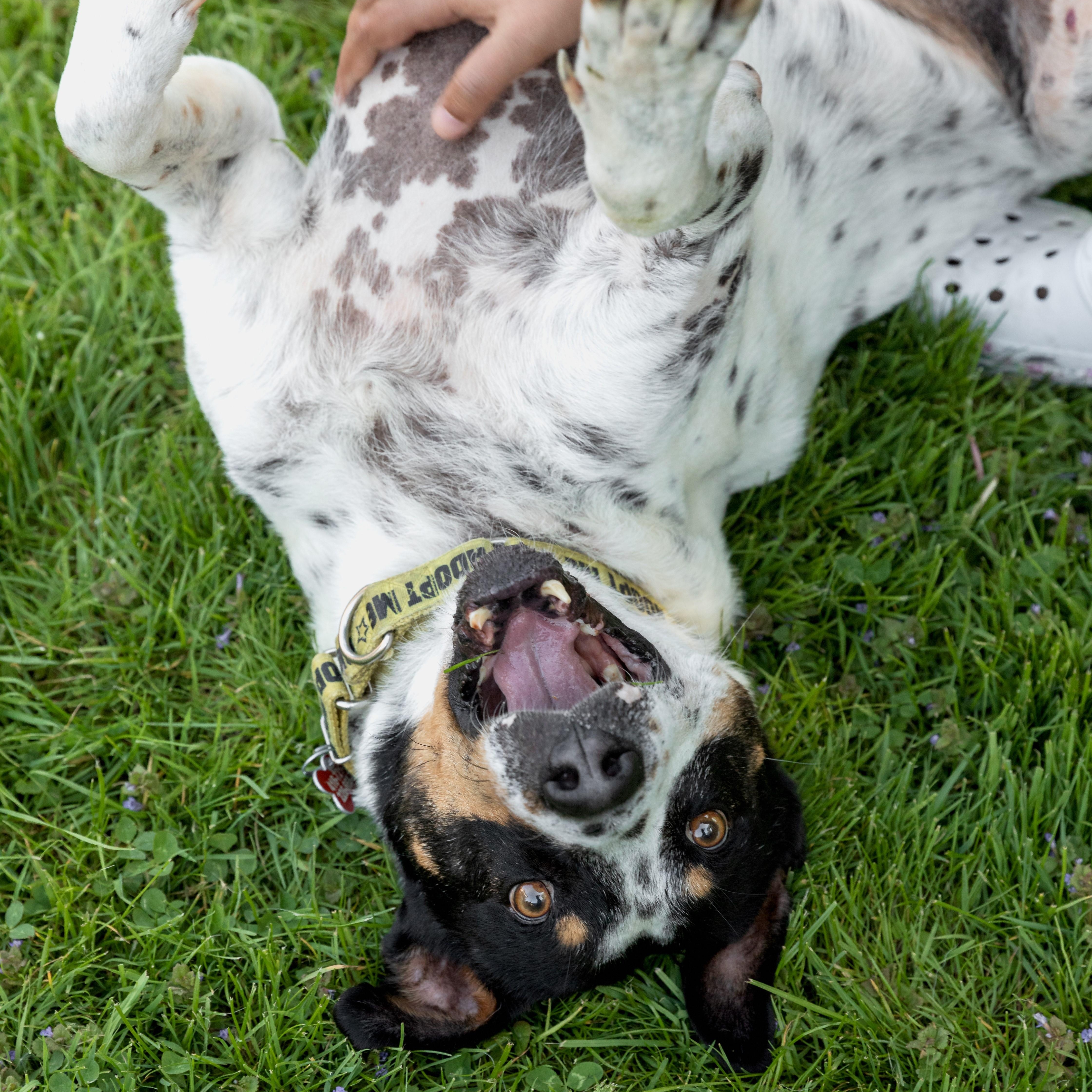Kiko, a ADOPTABLE mixed breed in Mississauga, ON image 2/6