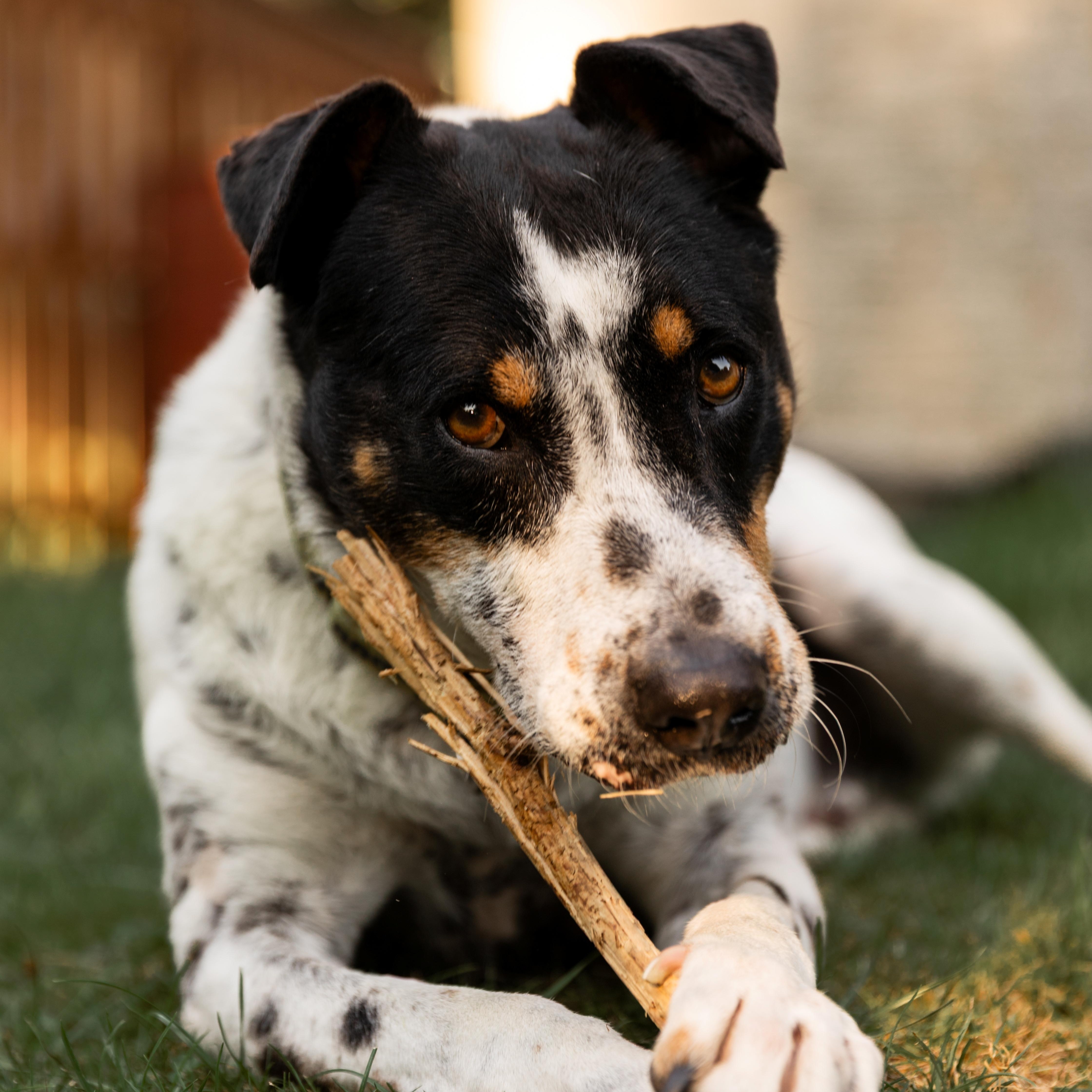 Kiko, a ADOPTABLE mixed breed in Mississauga, ON image 5/6