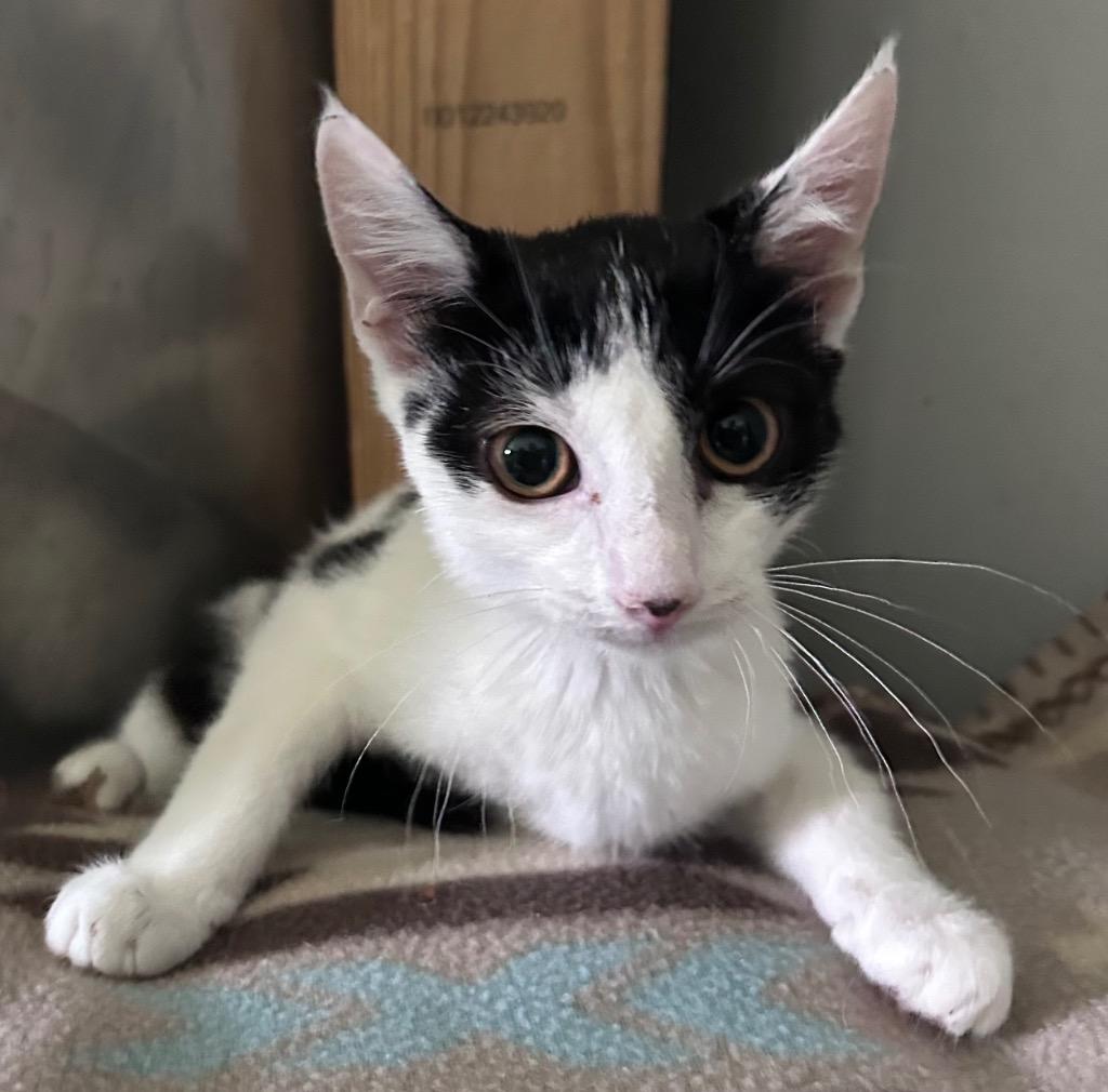 Gayle, Adoptable, Kitten Female Domestic Short Hair.