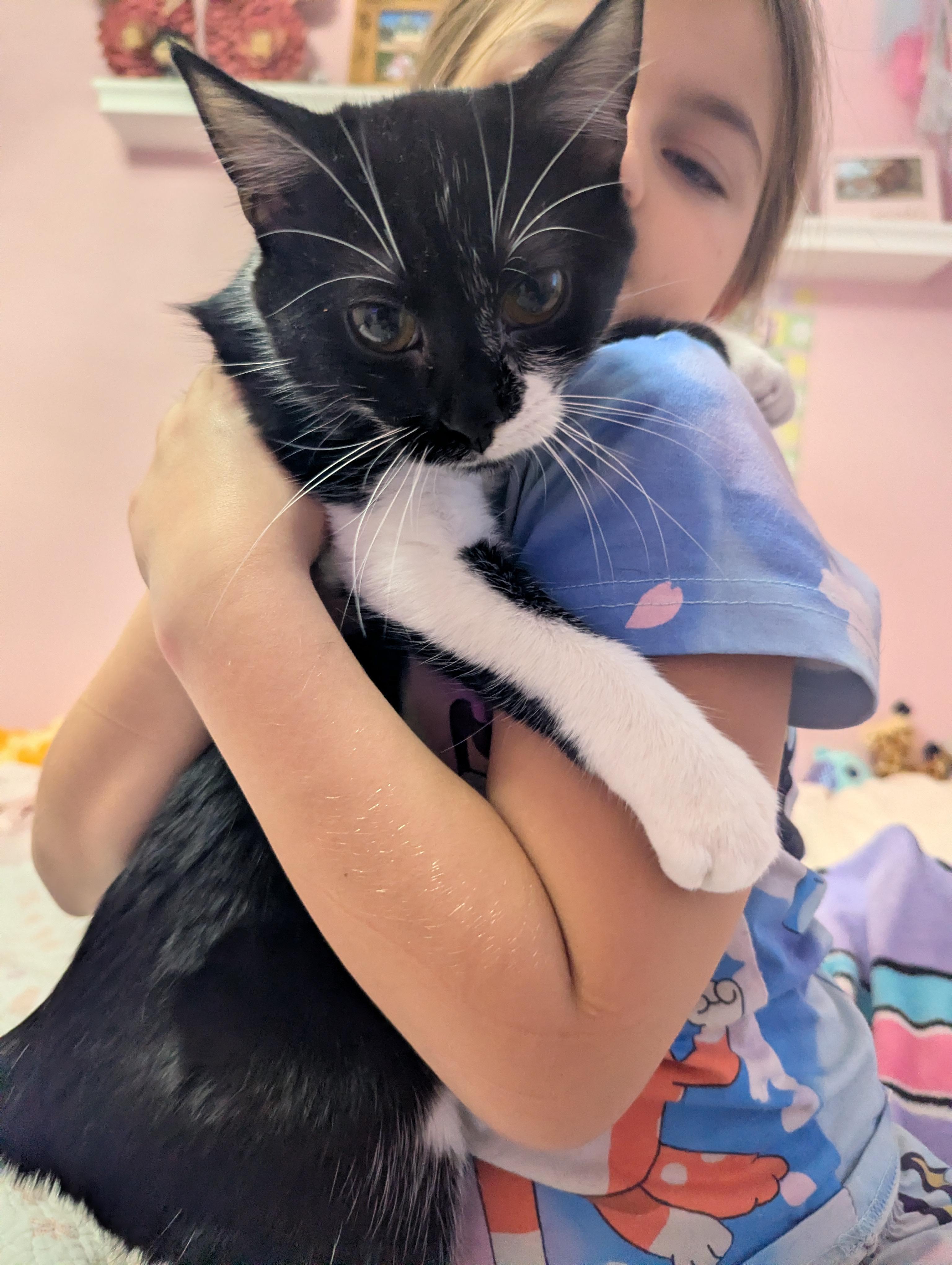 Enlarge Cookies N Cream, an adopted Domestic Short Hair in Huntley, IL image 2/5