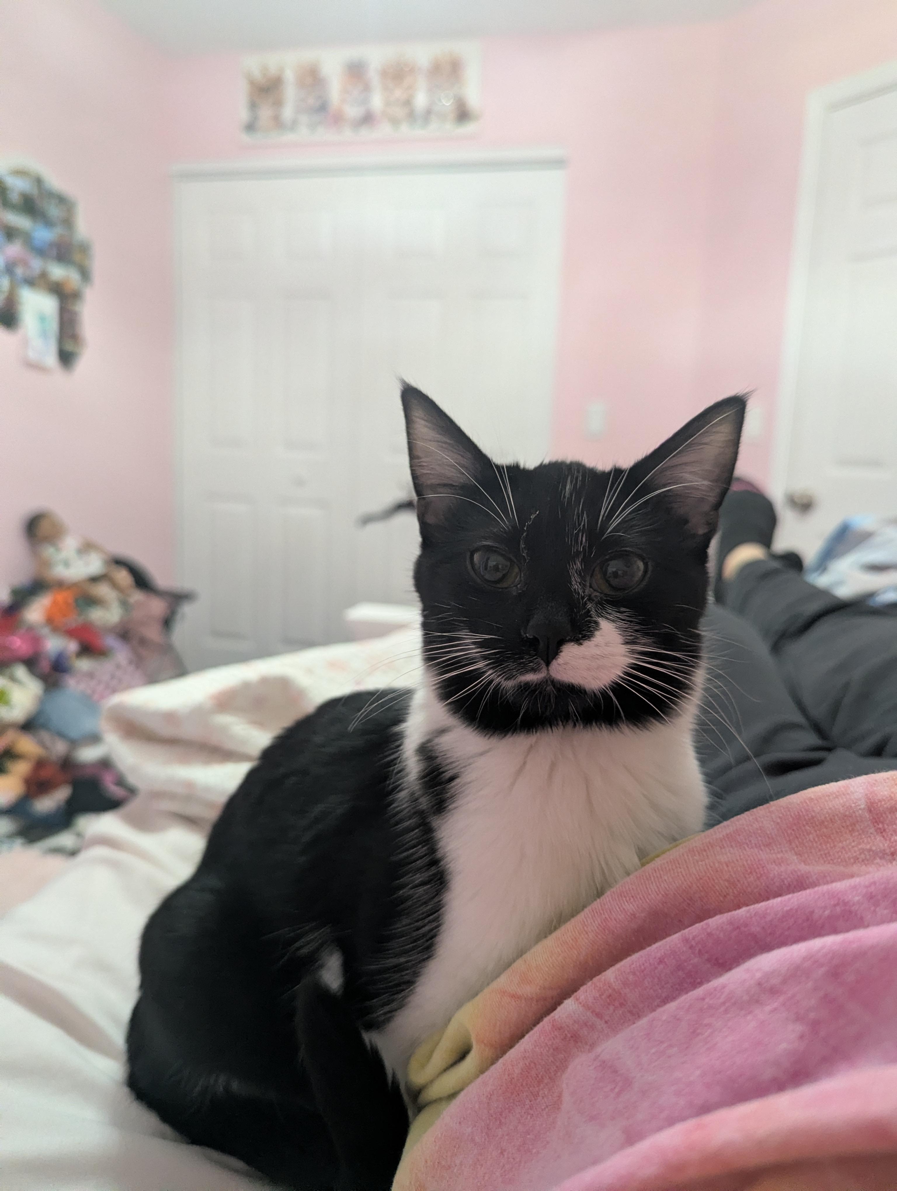 Cookies N Cream, adopted, Adult Female Domestic Short Hair.