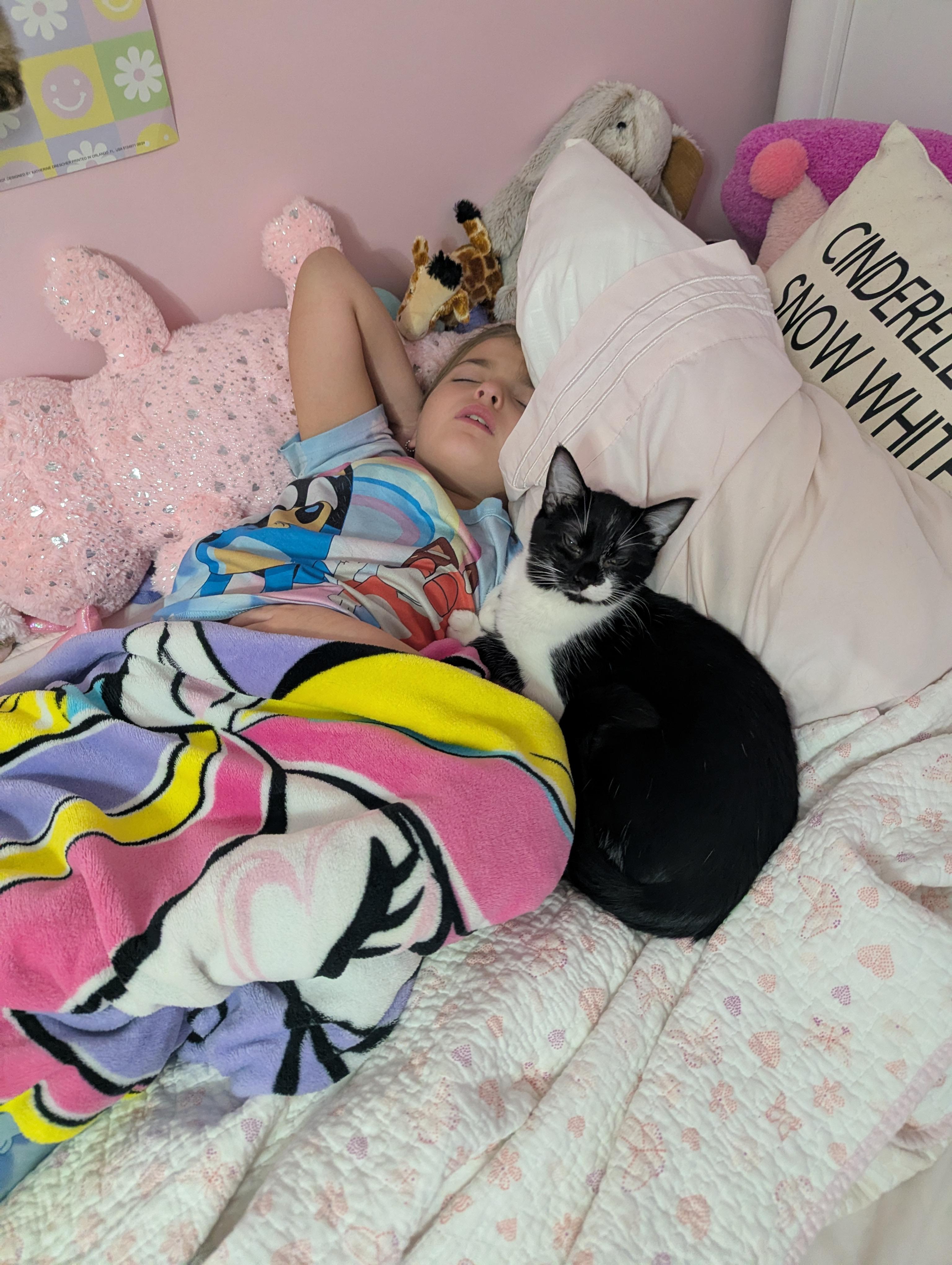 Enlarge Cookies N Cream, an adopted Domestic Short Hair in Huntley, IL image 4/5