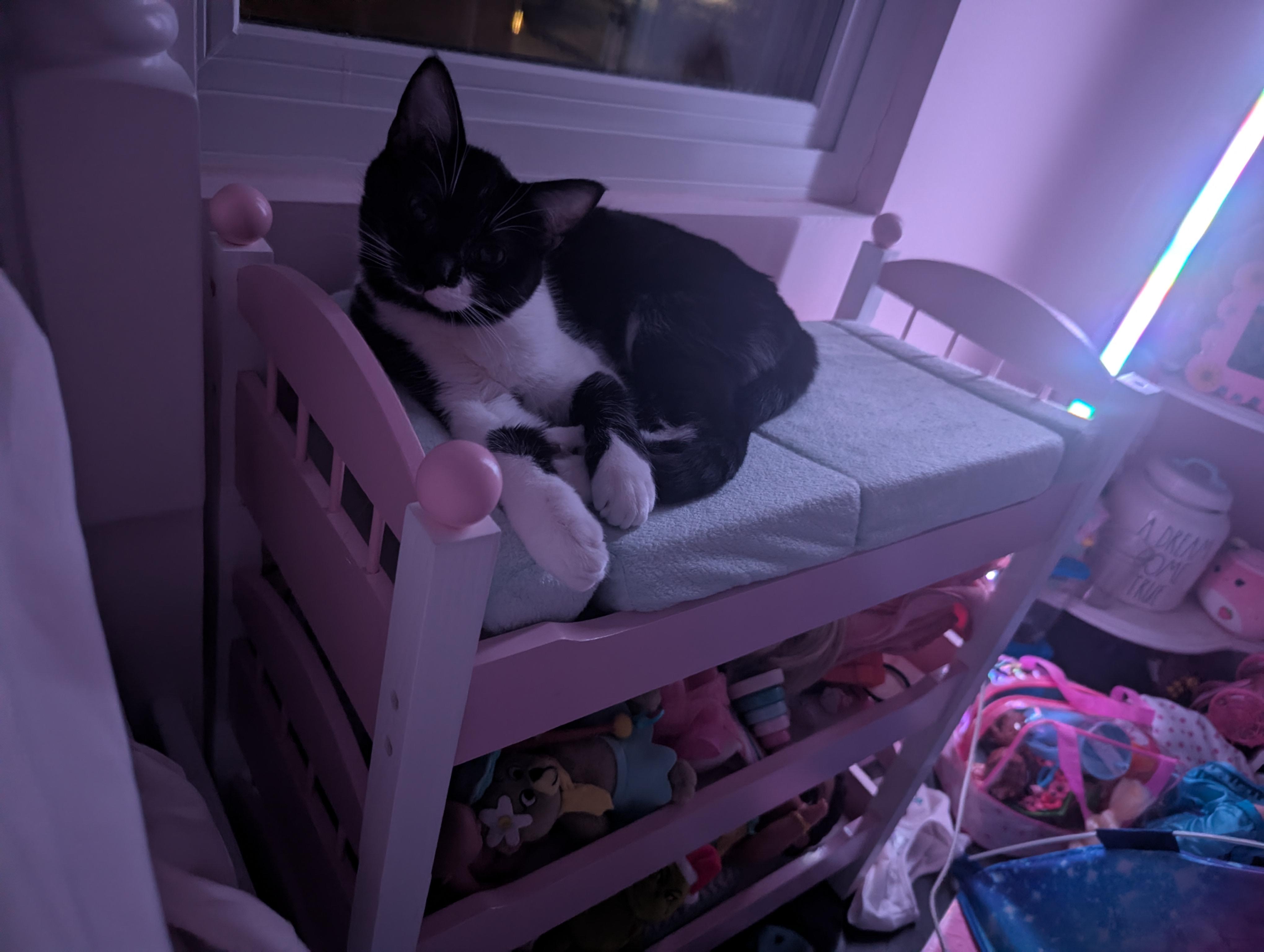 Enlarge Cookies N Cream, an adopted Domestic Short Hair in Huntley, IL image 5/5