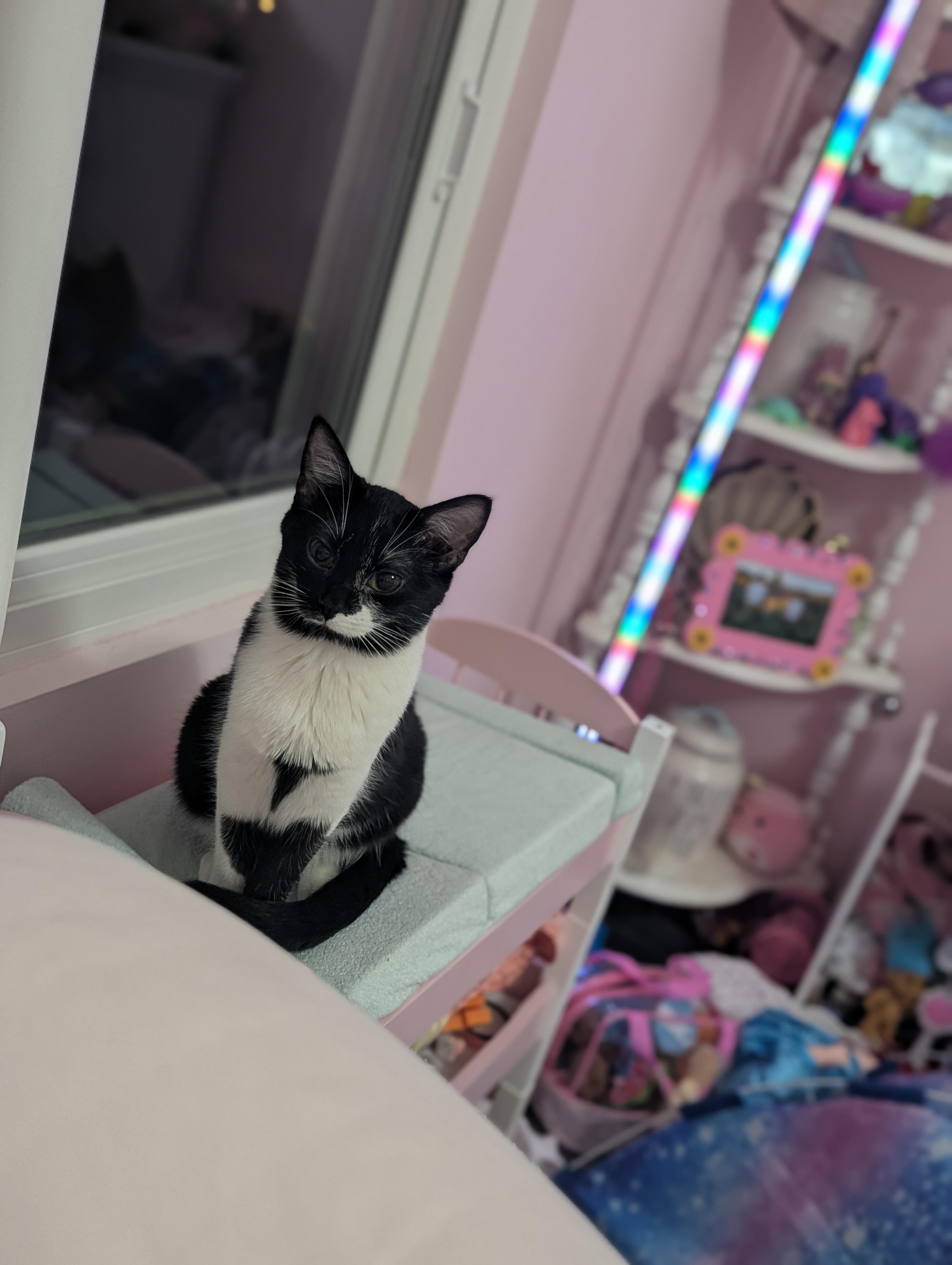 Enlarge Cookies N Cream, an adopted Domestic Short Hair in Huntley, IL image 3/5