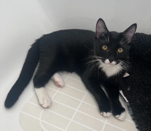 Ozzy- with Jimi, adopted, Young Male Domestic Short Hair.