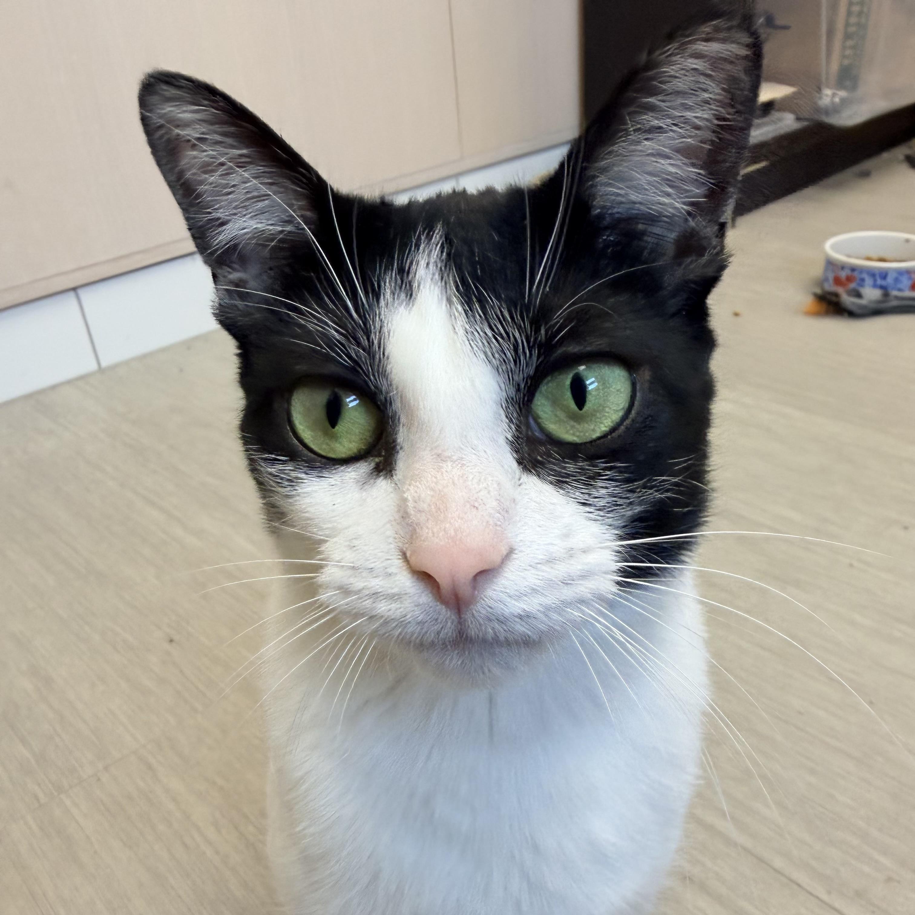 Enlarge Koala, a ADOPTABLE Domestic Short Hair in Pontiac, MI image 1/1