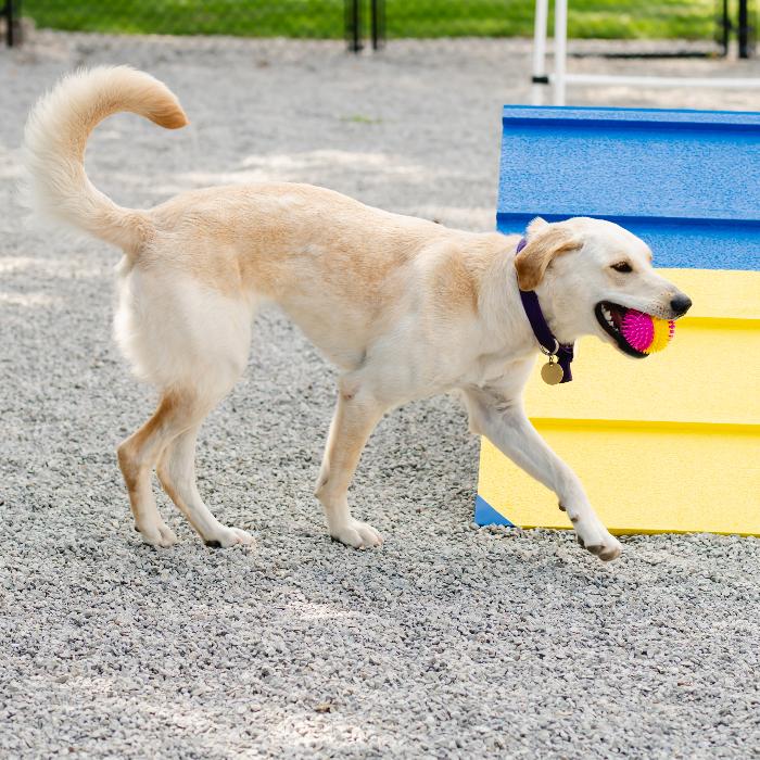 Snowball, Adoptable, Young Female Golden Retriever & Labrador Retriever.