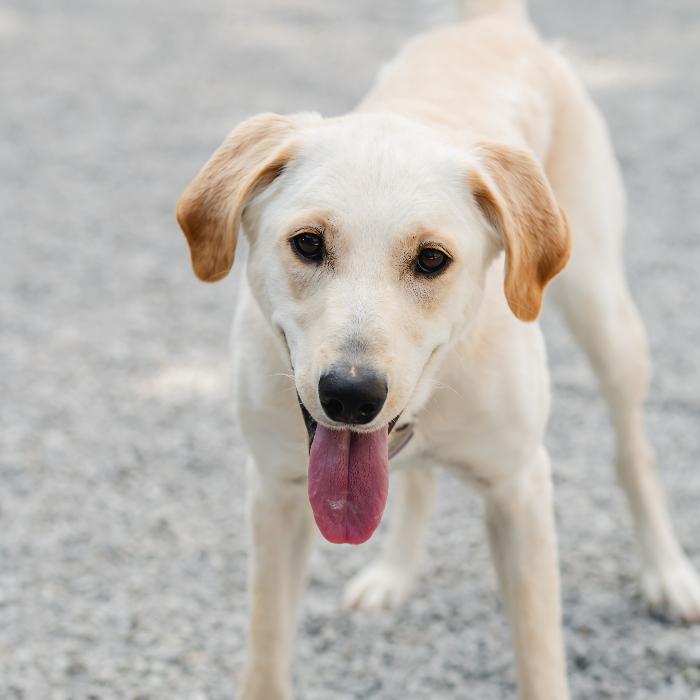 Enlarge Snowball, a Adoptable mixed breed in Louisville, KY image 2/6