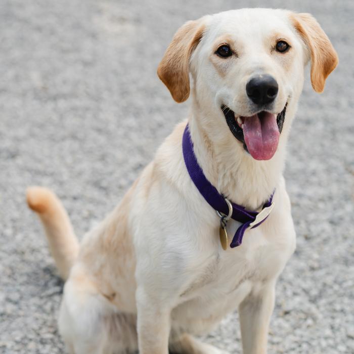 Enlarge Snowball, a Adoptable mixed breed in Louisville, KY image 3/6