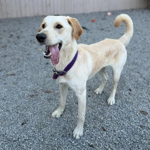 Enlarge Snowball, a Adoptable mixed breed in Louisville, KY image 4/6