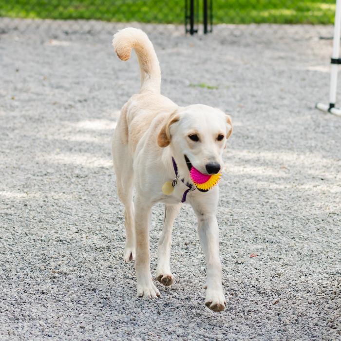 Enlarge Snowball, a Adoptable mixed breed in Louisville, KY image 5/6