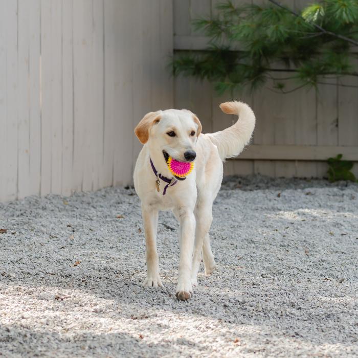Enlarge Snowball, a Adoptable mixed breed in Louisville, KY image 6/6