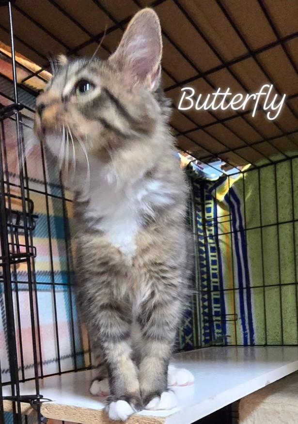 Enlarge Butterfly, a Adoptable Domestic Short Hair image 1/1