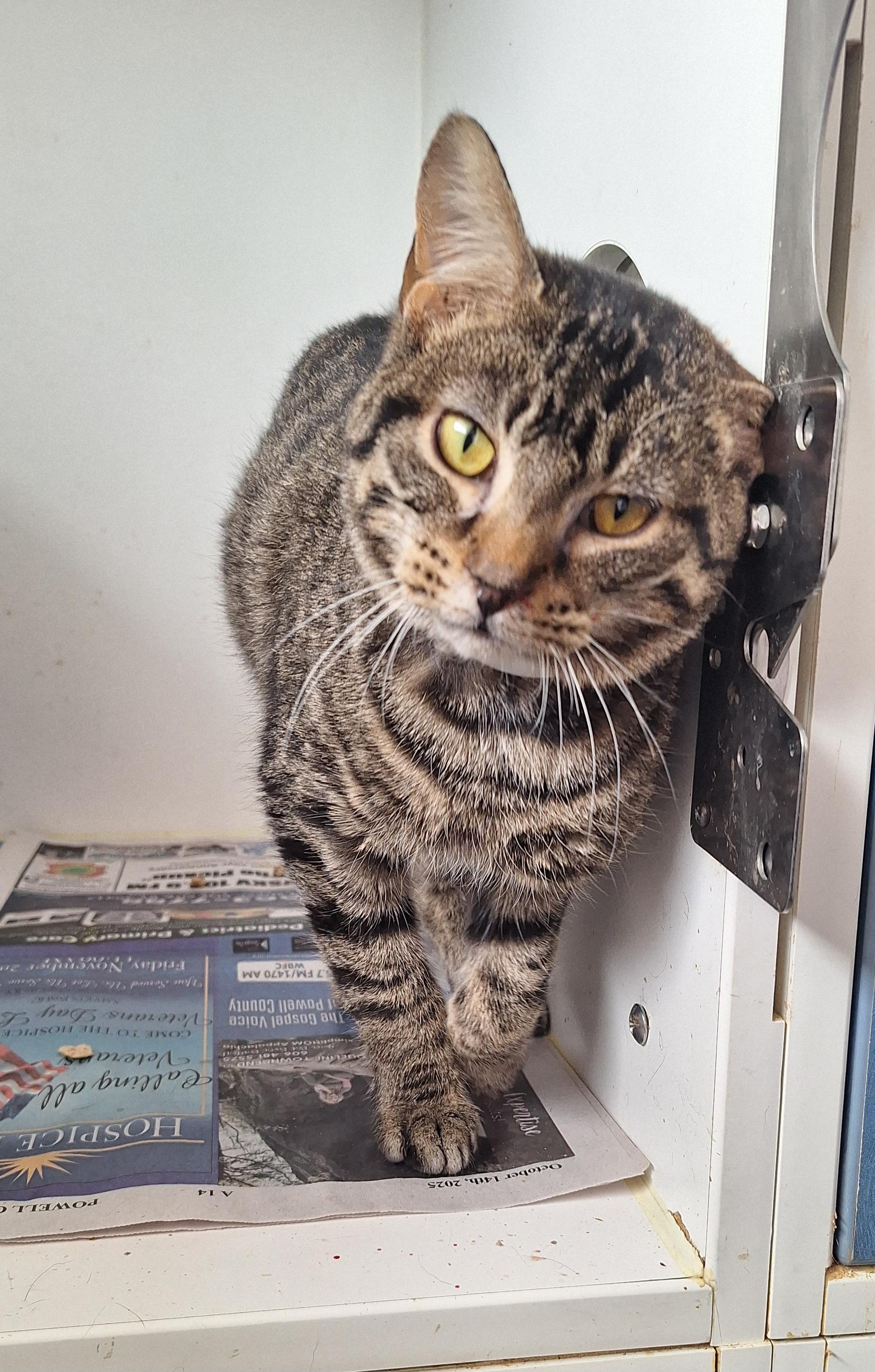 Brody, ADOPTABLE, Adult Male Tabby.