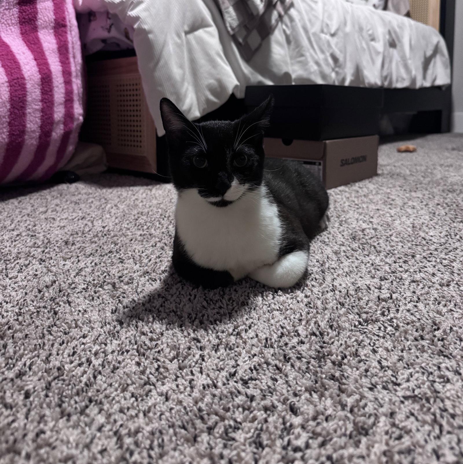Bento, Adopted, Young Male Domestic Short Hair.