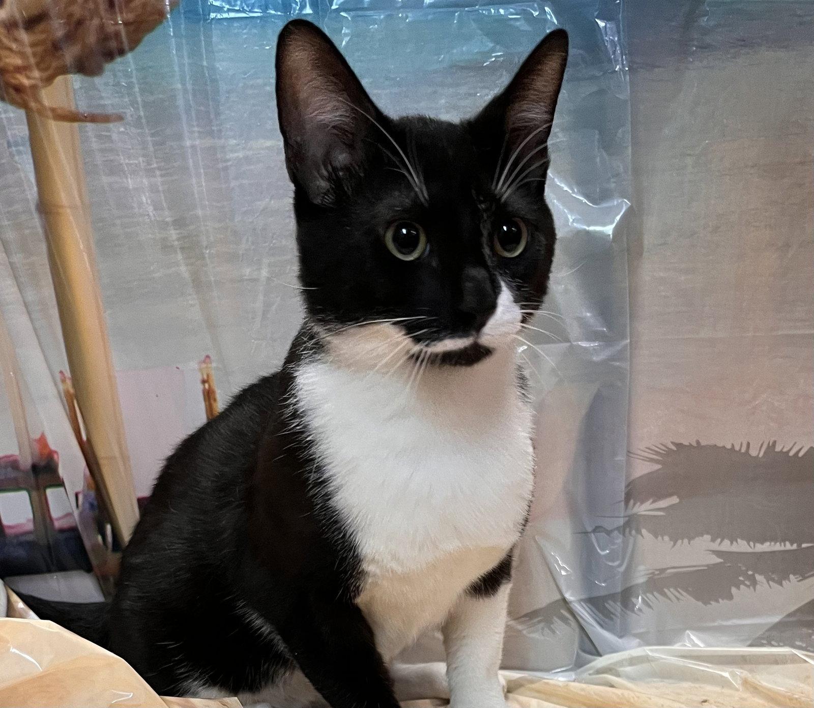 Enlarge Bento, a Adopted Domestic Short Hair in Scottsdale, AZ image 2/3