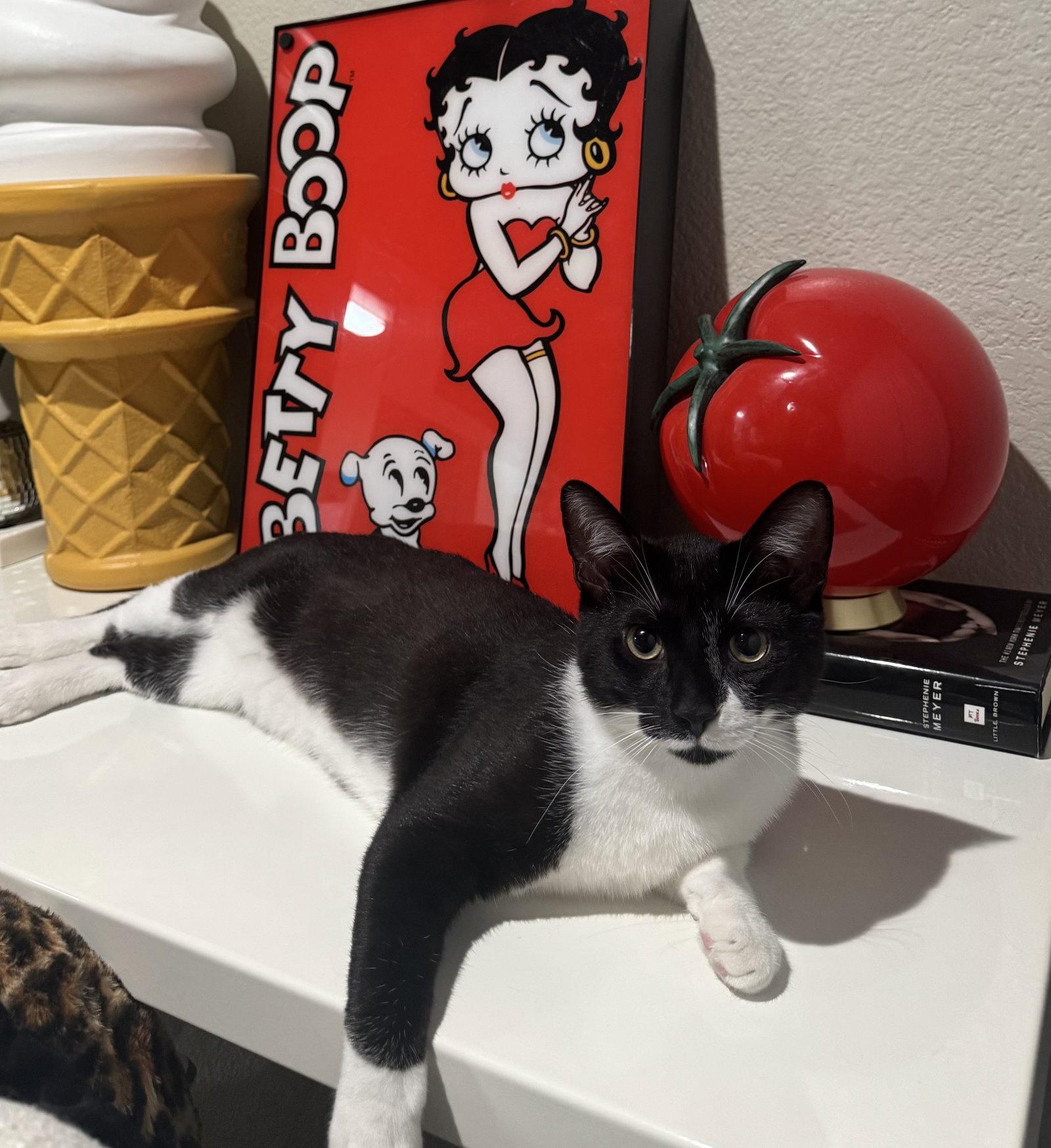Enlarge Bento, a Adopted Domestic Short Hair in Scottsdale, AZ image 3/3