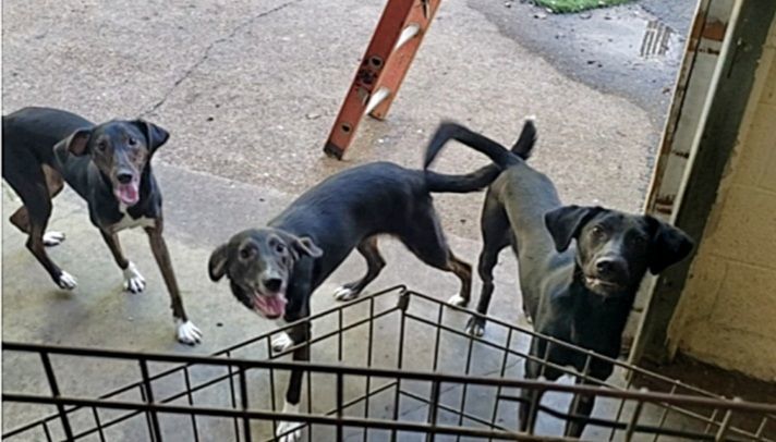 Enlarge Avie, a Adopted mixed breed in Hampton, VA image 1/1