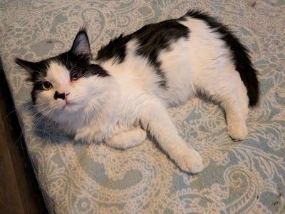 Majestic, an adoptable Domestic Medium Hair in Las Vegas, NV image 4/4
