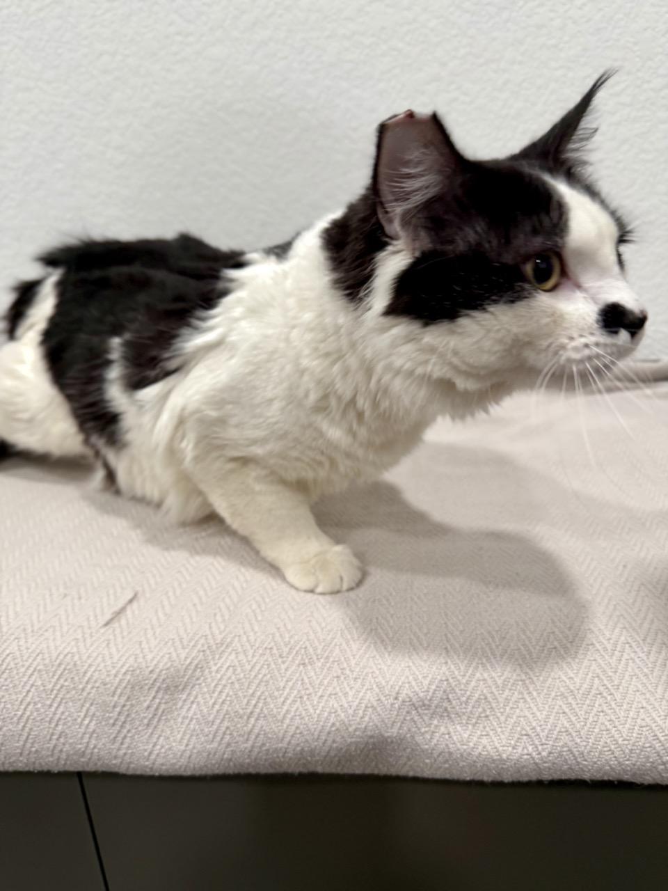 Enlarge Majestic, a ADOPTABLE Domestic Medium Hair in Las Vegas, NV image 3/3
