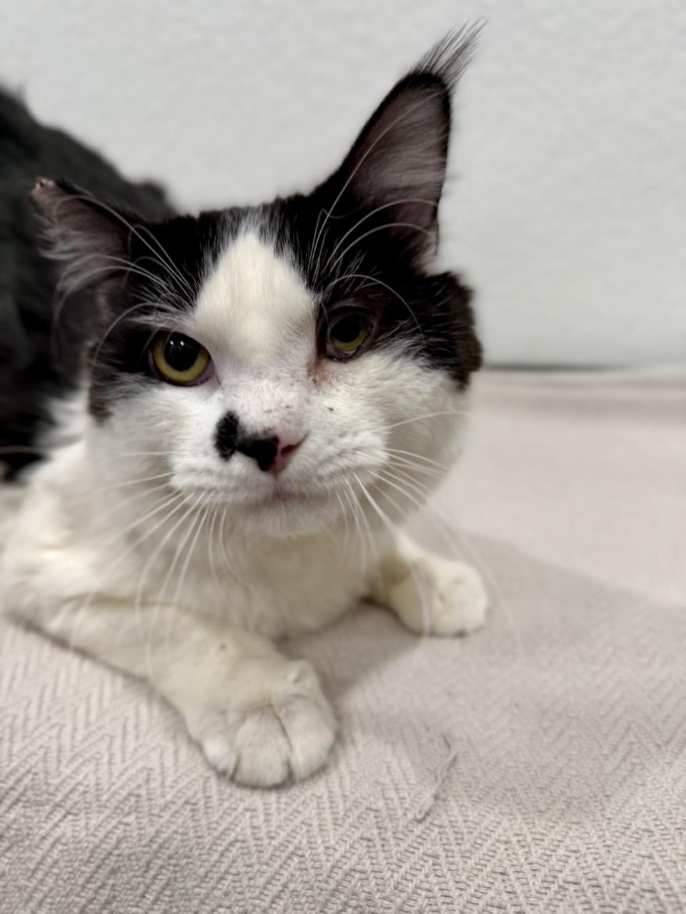 Enlarge Majestic, a ADOPTABLE Domestic Medium Hair in Las Vegas, NV image 2/3