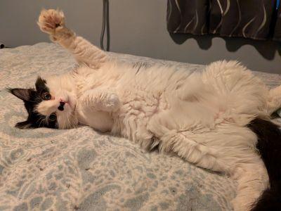 Majestic, an adoptable Domestic Medium Hair in Las Vegas, NV image 2/4