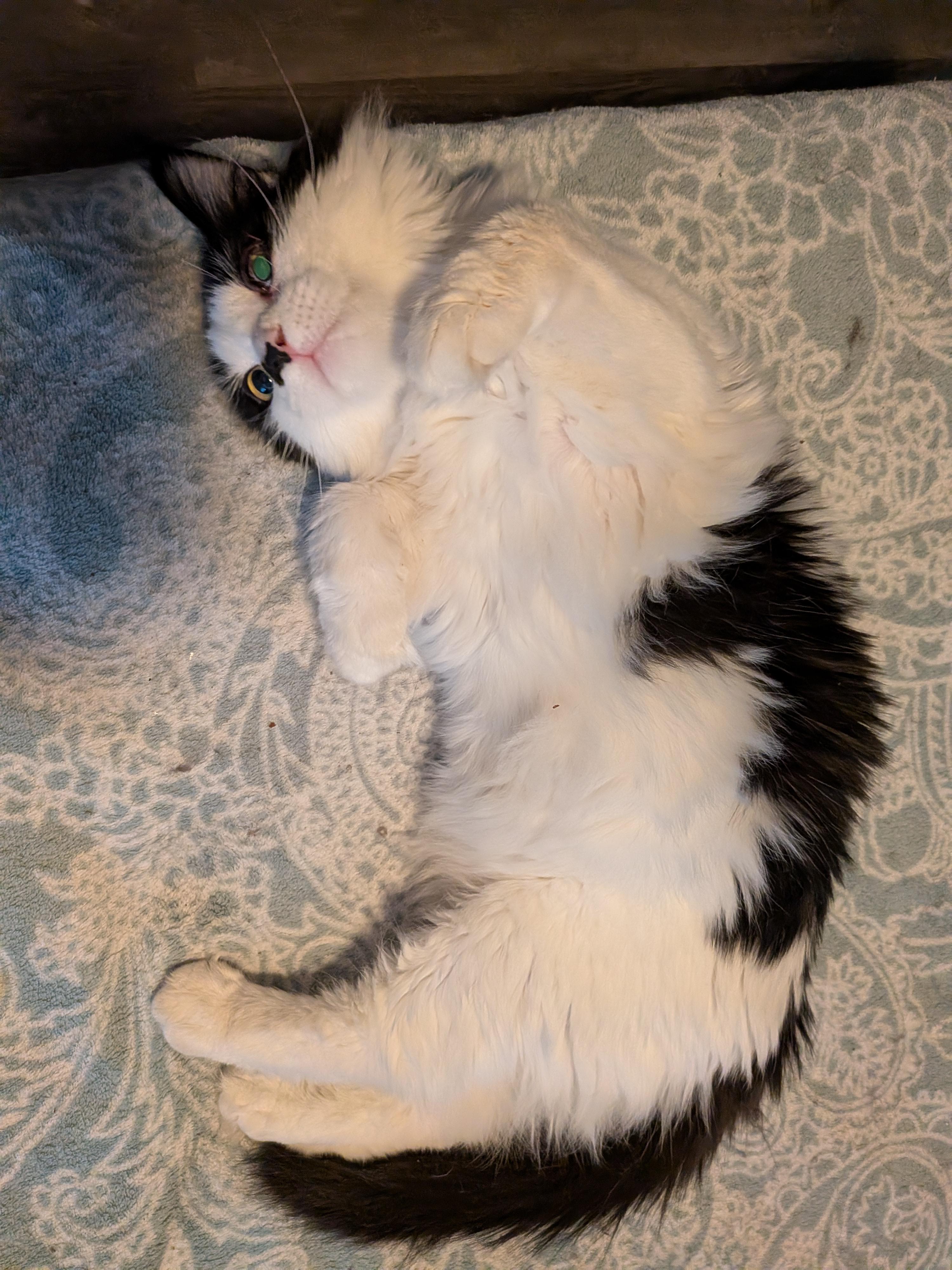 Majestic, an adoptable Domestic Medium Hair in Las Vegas, NV image 3/4
