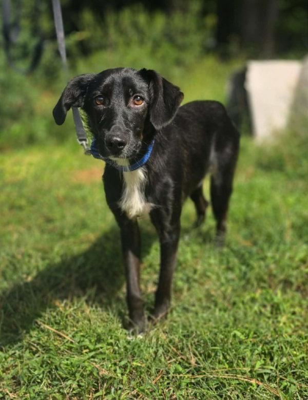 N20 - Oatmeal, Adoptable, Young Male English Springer Spaniel.