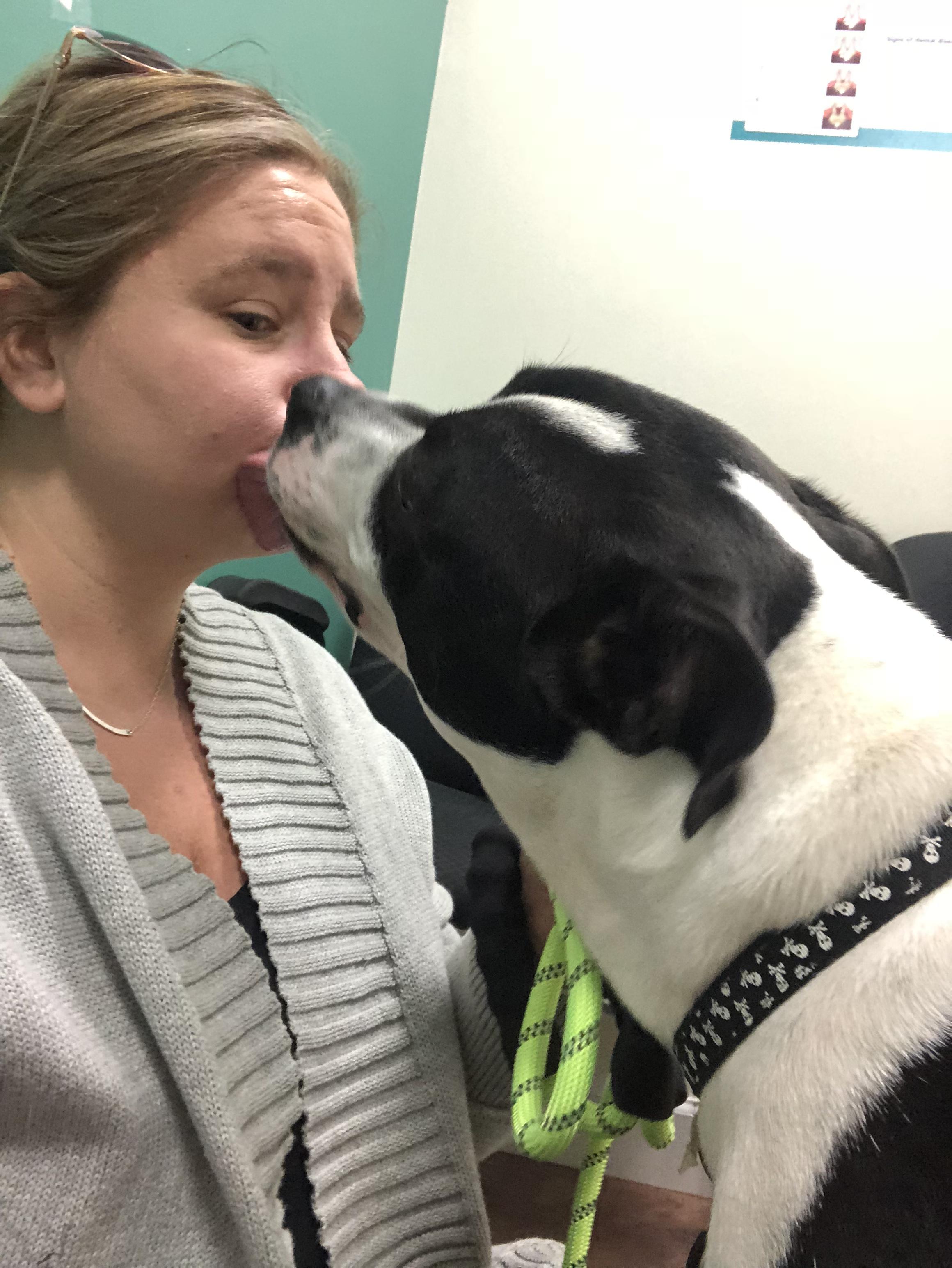 Enlarge Ruger, a Adoptable mixed breed in North Haledon, NJ image 1/6