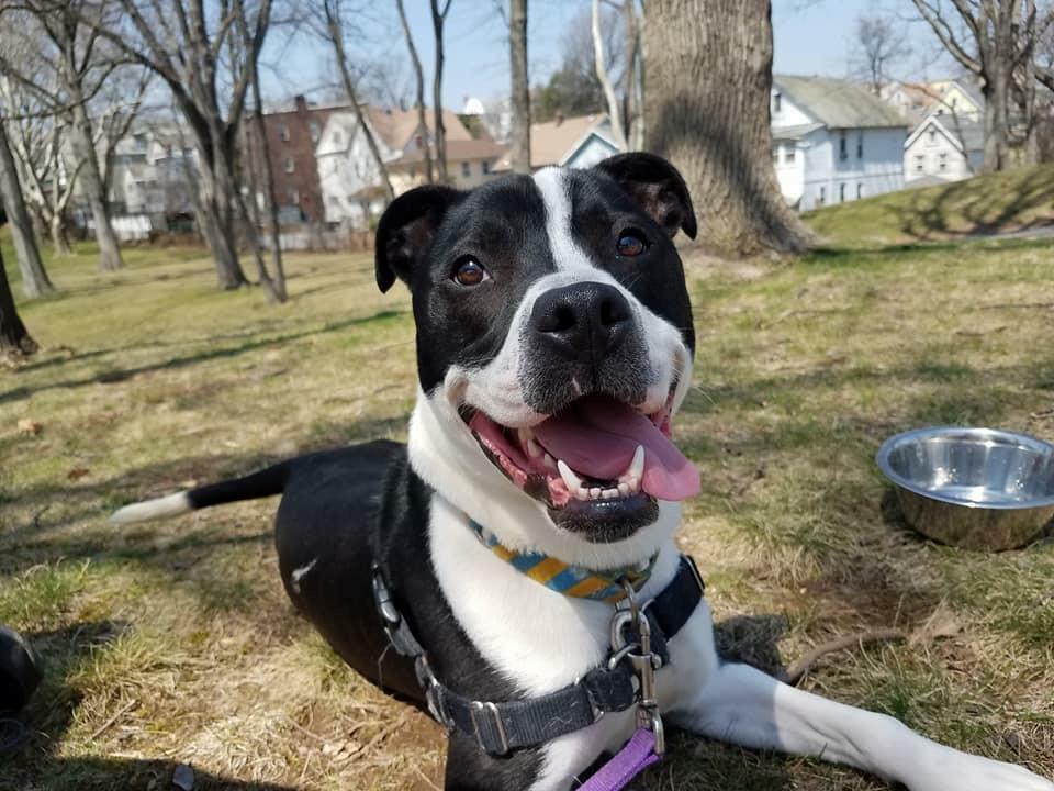 Enlarge Ruger, a Adoptable mixed breed in North Haledon, NJ image 2/6