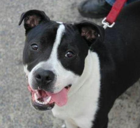 Enlarge Ruger, a Adoptable mixed breed in North Haledon, NJ image 3/6