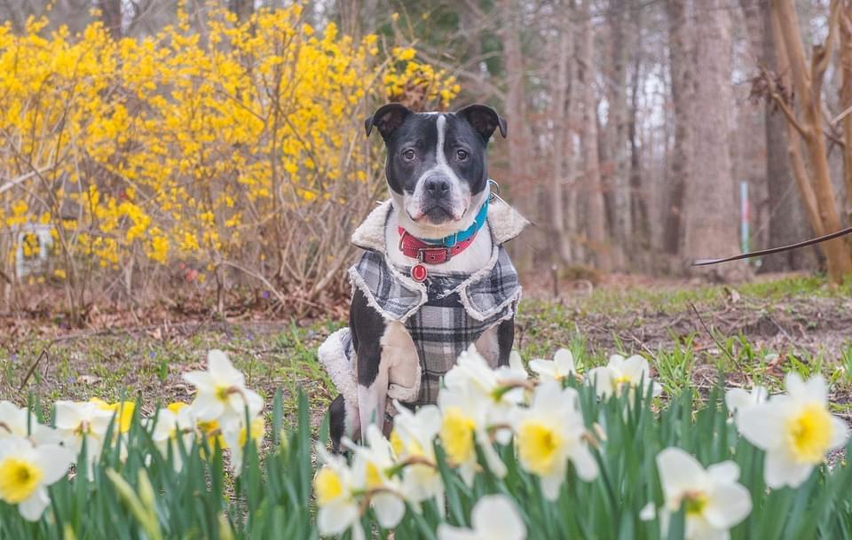 Enlarge Ruger, a Adoptable mixed breed in North Haledon, NJ image 4/6