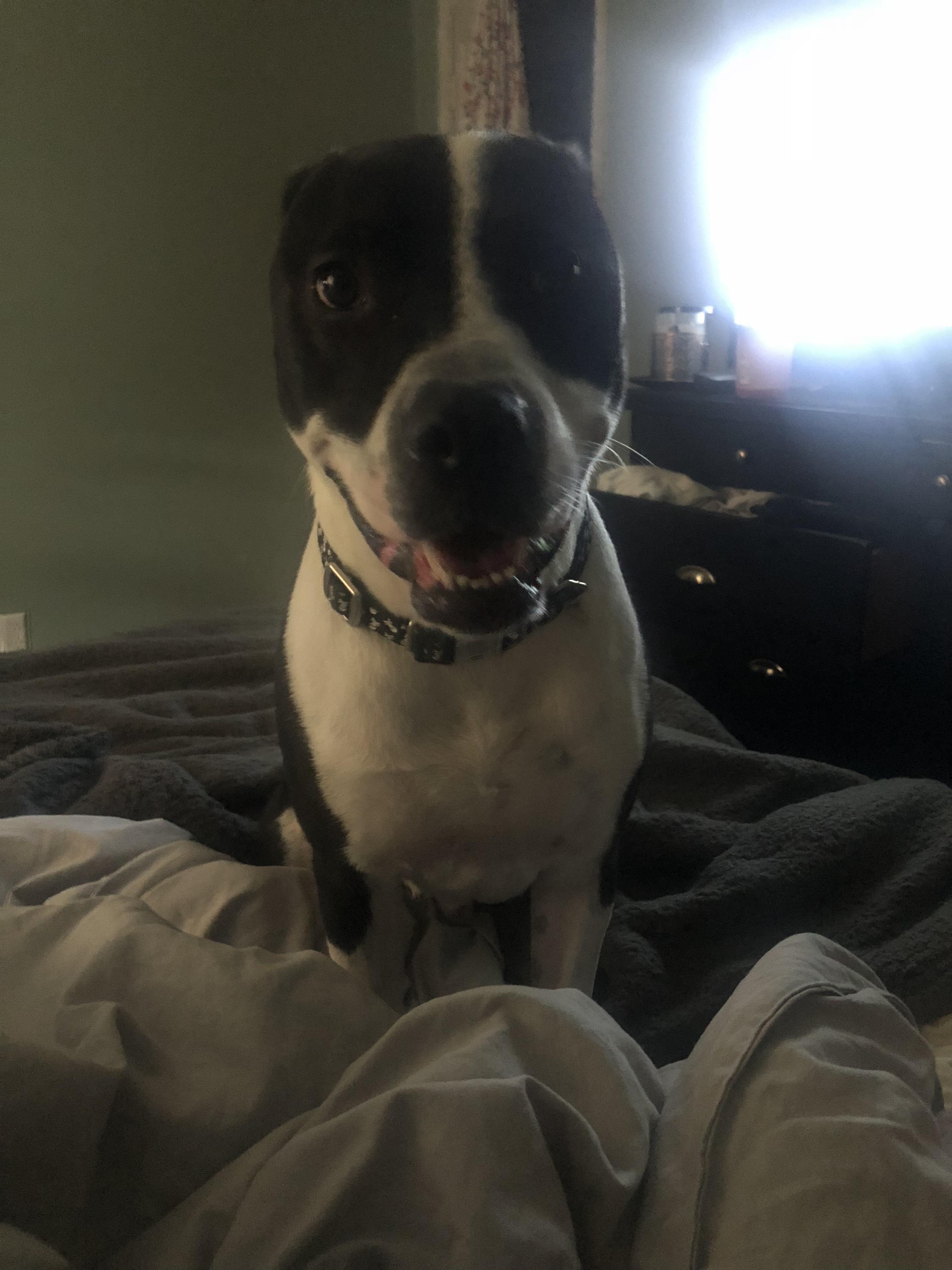 Enlarge Ruger, a Adoptable mixed breed in North Haledon, NJ image 6/6