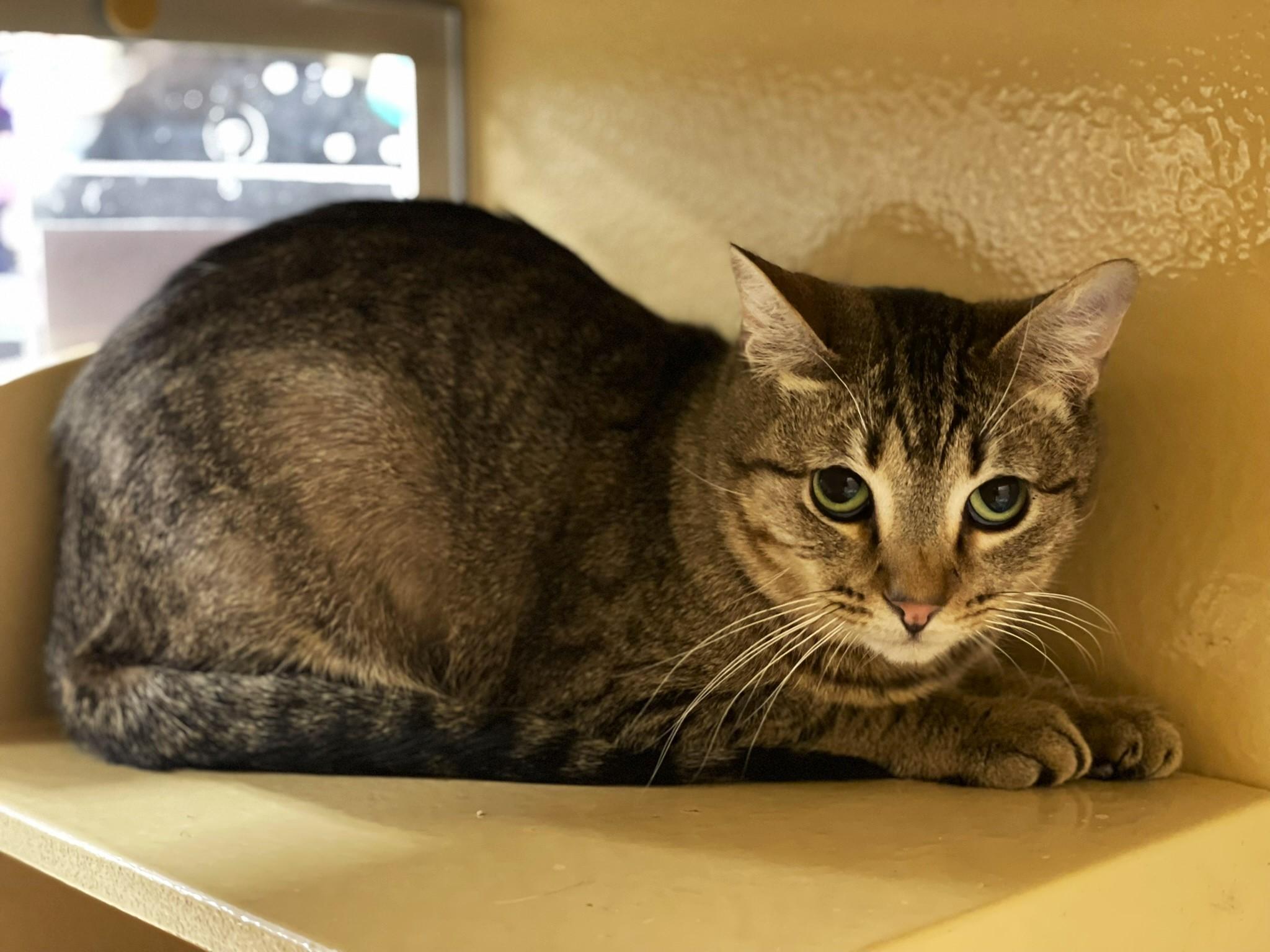 Myra, a Adoptable Tabby in Taylor, MI image 2/5