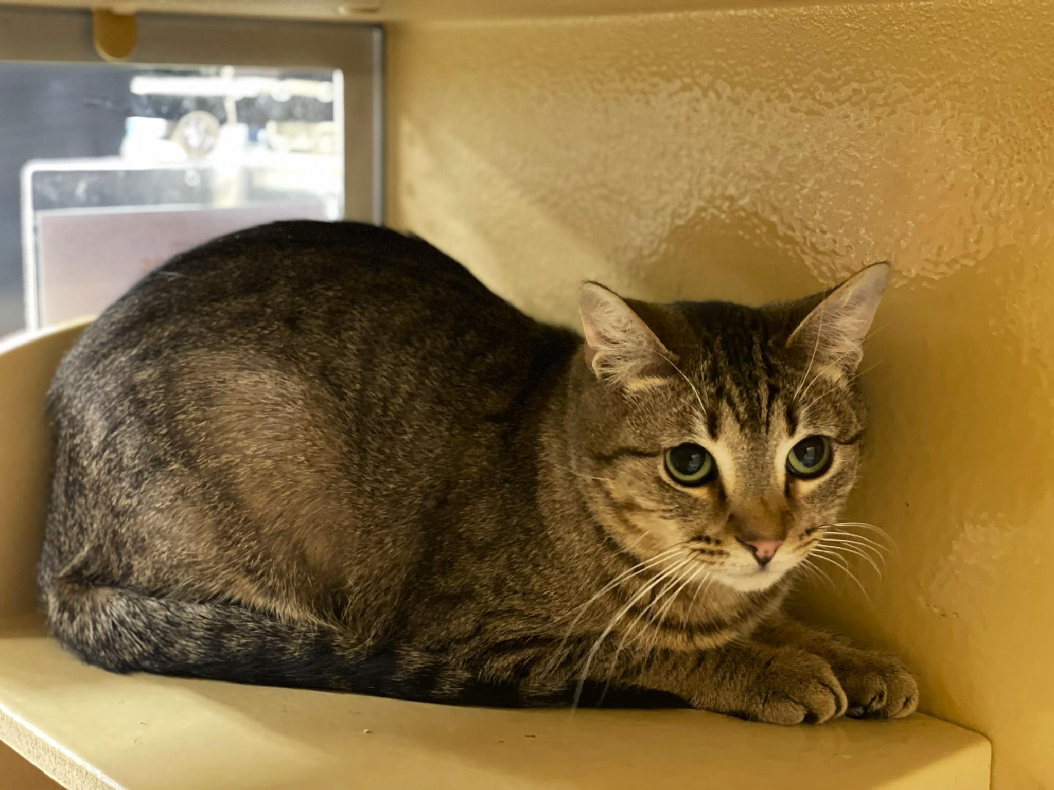 Myra, a Adoptable Tabby in Taylor, MI image 3/5